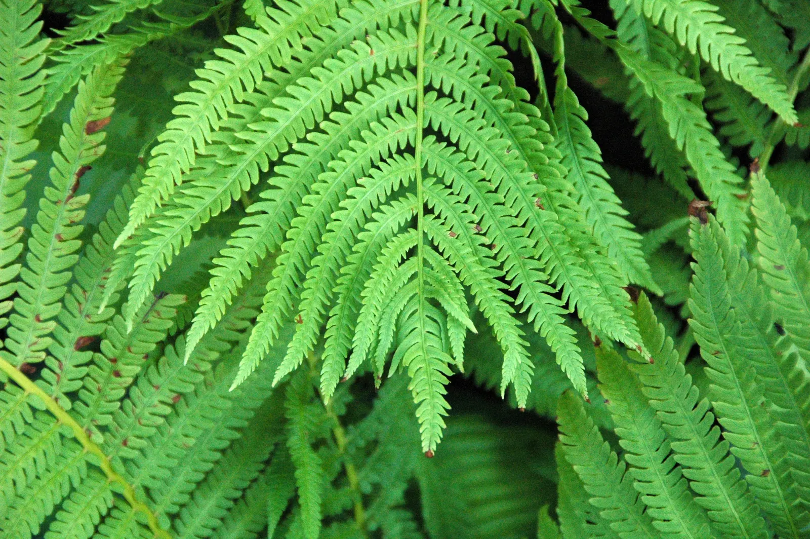 Ostrich Fern (Matteuccia Struthiopteris) — they do require consistent moisture