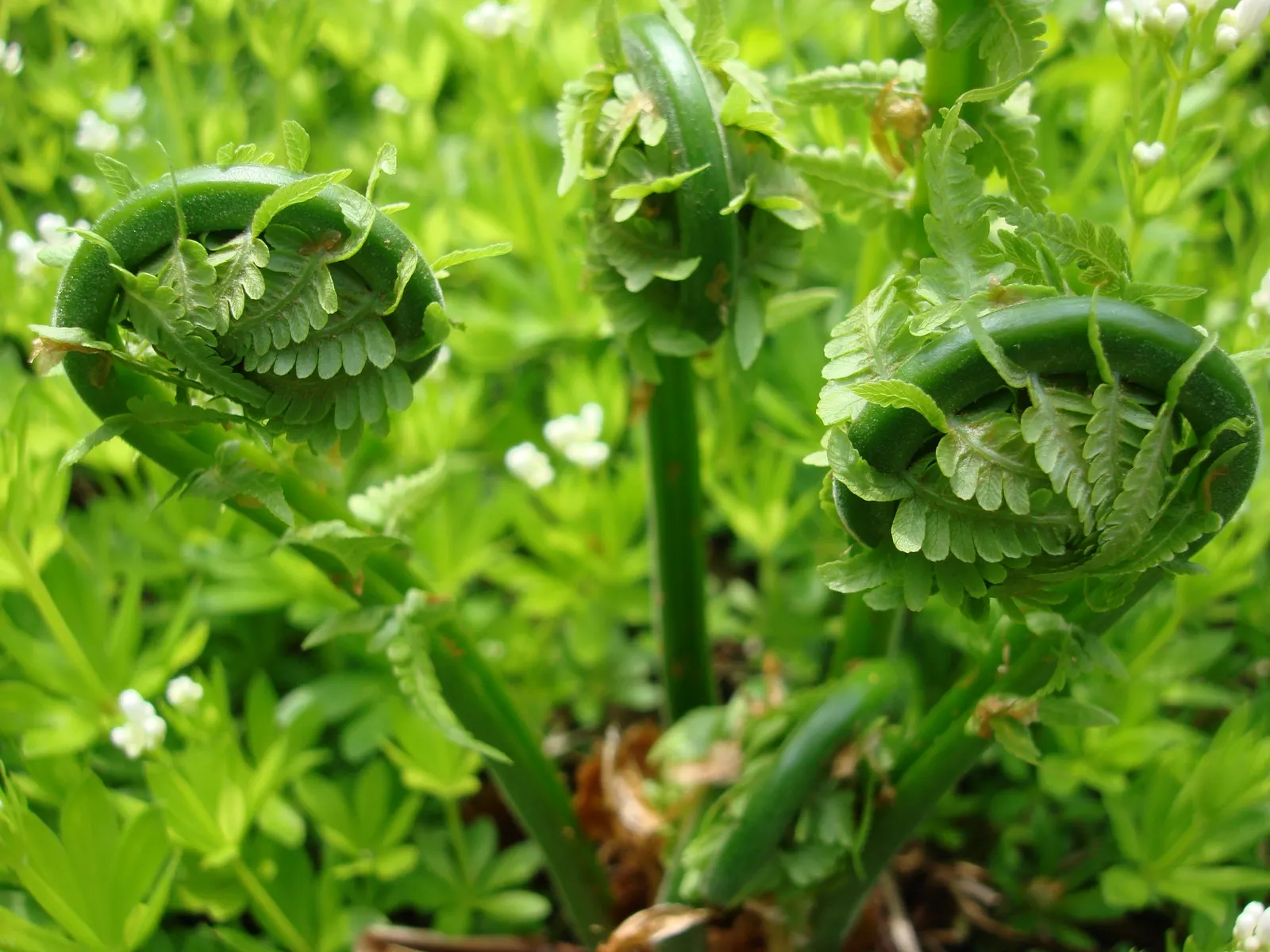 Ostrich Fern (Matteuccia Struthiopteris) — The Ostrich Fern, Matteuccia struthiopteris, is a robust, crown-forming perennial, thriving in USDA, image 79