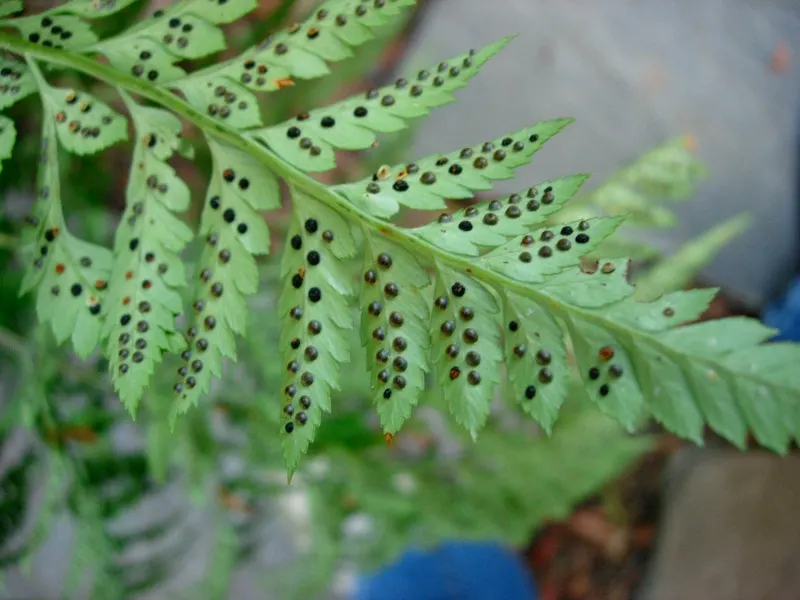 Ostrich Fern (Matteuccia Struthiopteris) — which unfurl into the large fronds that can reach up to 4 to 5 feet in length