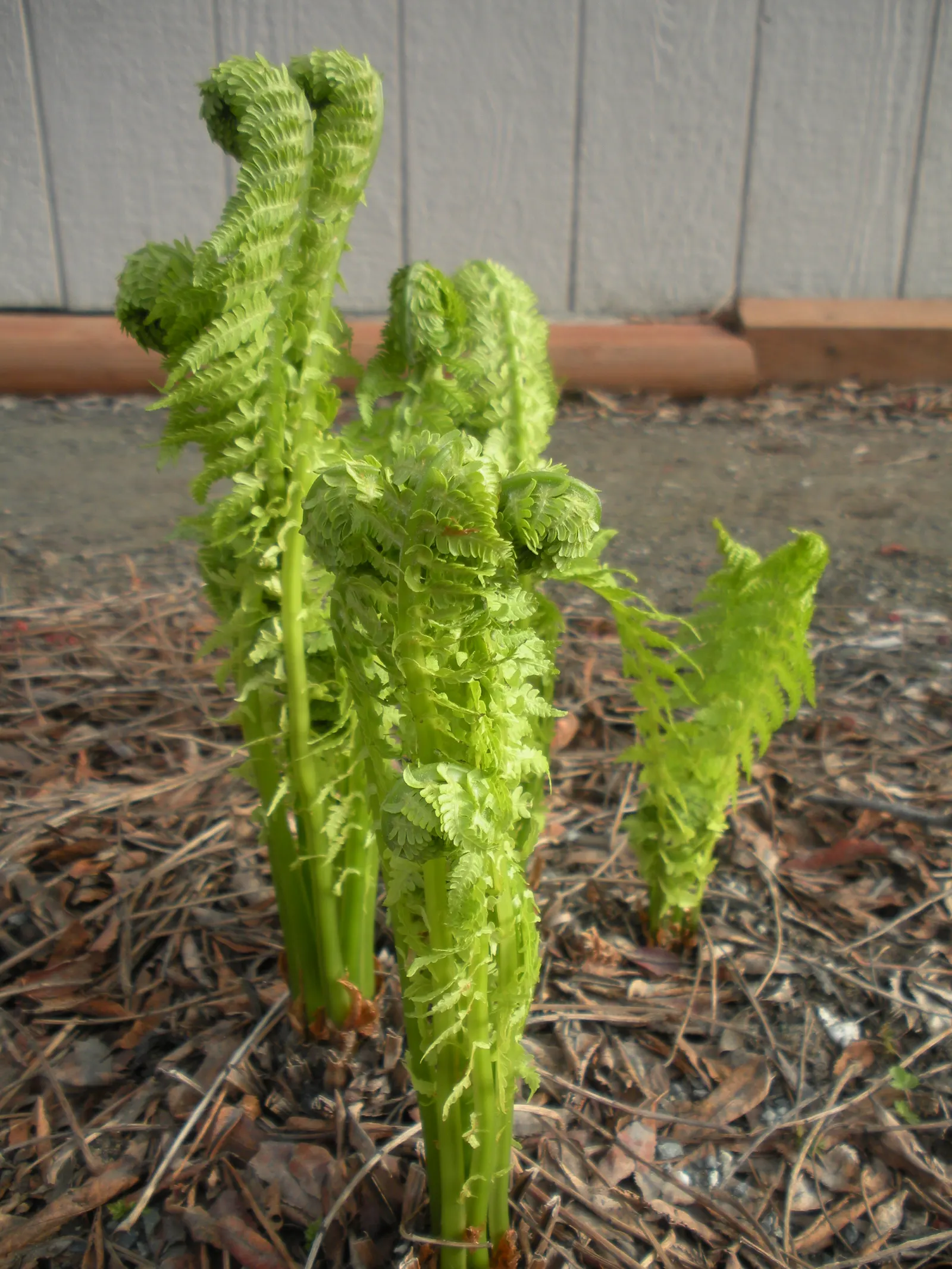 Ostrich Fern (Matteuccia Struthiopteris) — yet natural aesthetic with minimal care requirements; thanks to its underground rhizomes, image 77