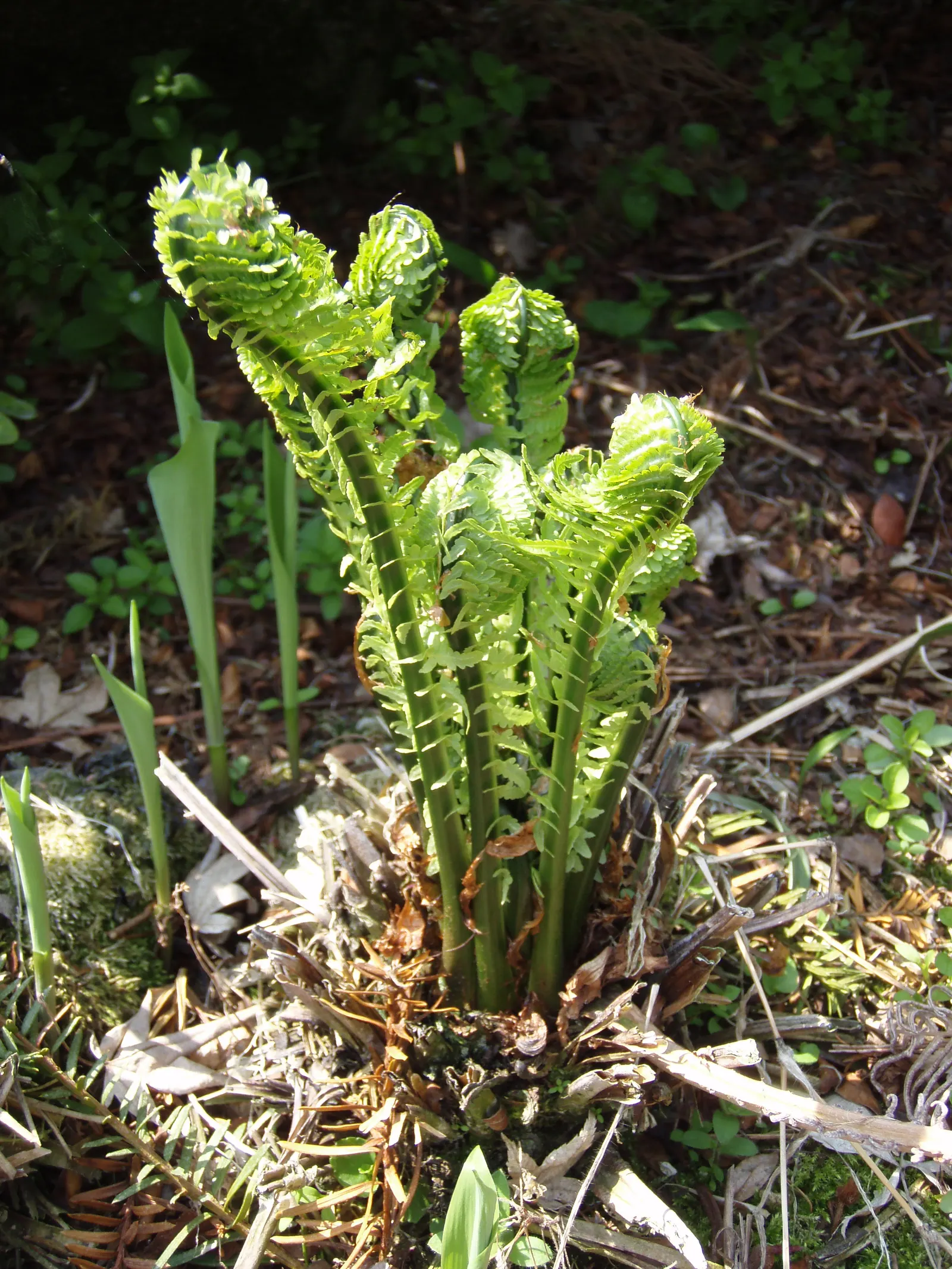 Ostrich Fern (Matteuccia Struthiopteris) — Preferring partial to full shade, it flourishes in moist, rich soil; which unfurl into the large fronds, image 55