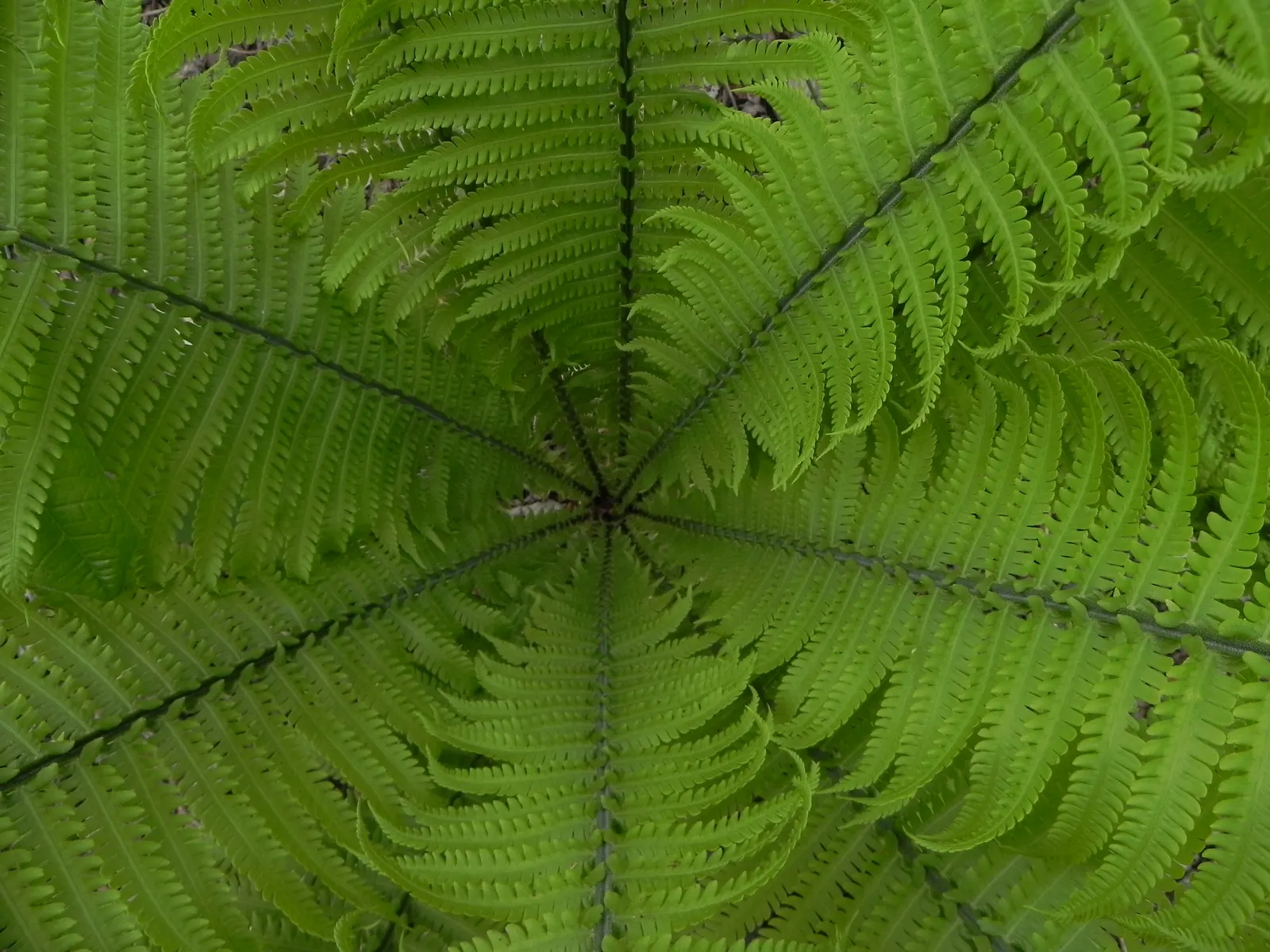 Ostrich Fern (Matteuccia Struthiopteris) — they do require consistent moisture; hardy and low maintenance, it offers a graceful, arching display, emulating its