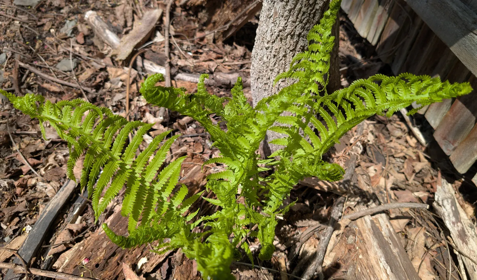 Ostrich Fern (Matteuccia Struthiopteris) — vase-like clumps which can spread to form a dense colony when happily situated