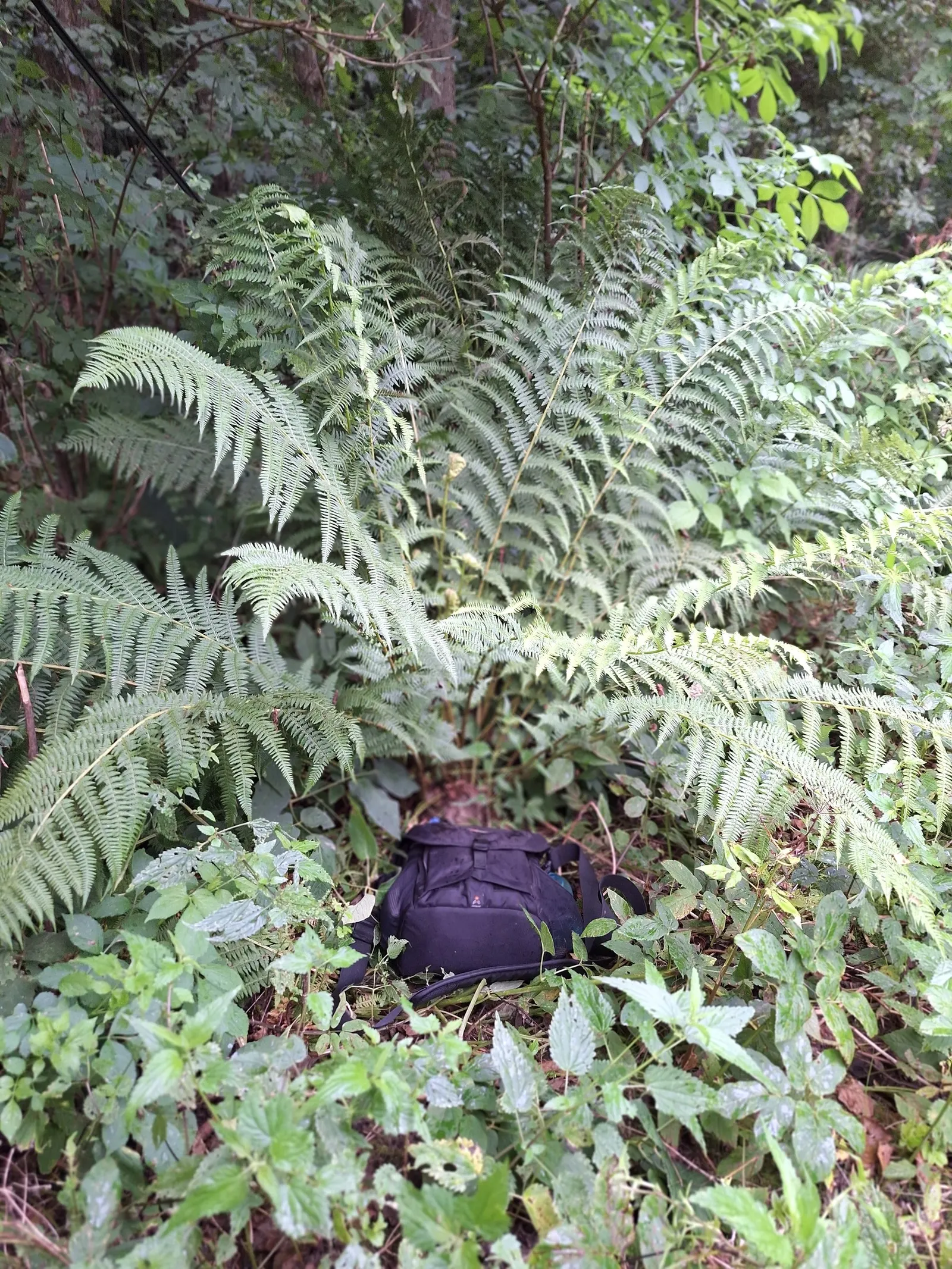Ostrich Fern (Matteuccia Struthiopteris) — the Ostrich Fern offers a dramatic; is a deciduous perennial that brings an elegant and lush greenery to, image 76