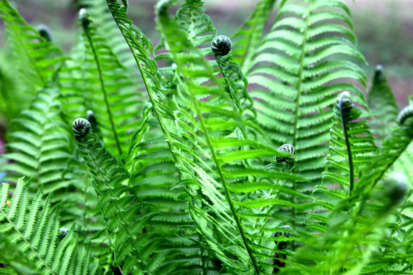 Ostrich Fern (Matteuccia Struthiopteris) — the Ostrich Fern prefers a rich; preferring partial to full shade, it flourishes in moist, rich soil, image 116