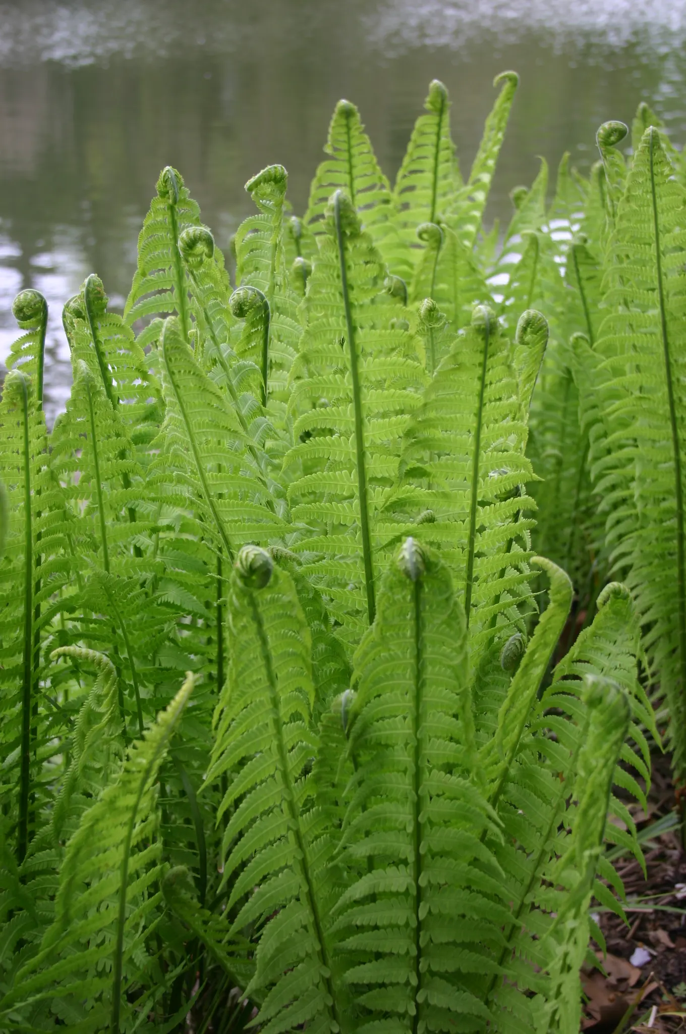 Ostrich Fern (Matteuccia Struthiopteris) — it provides dramatic vertical texture and lush
