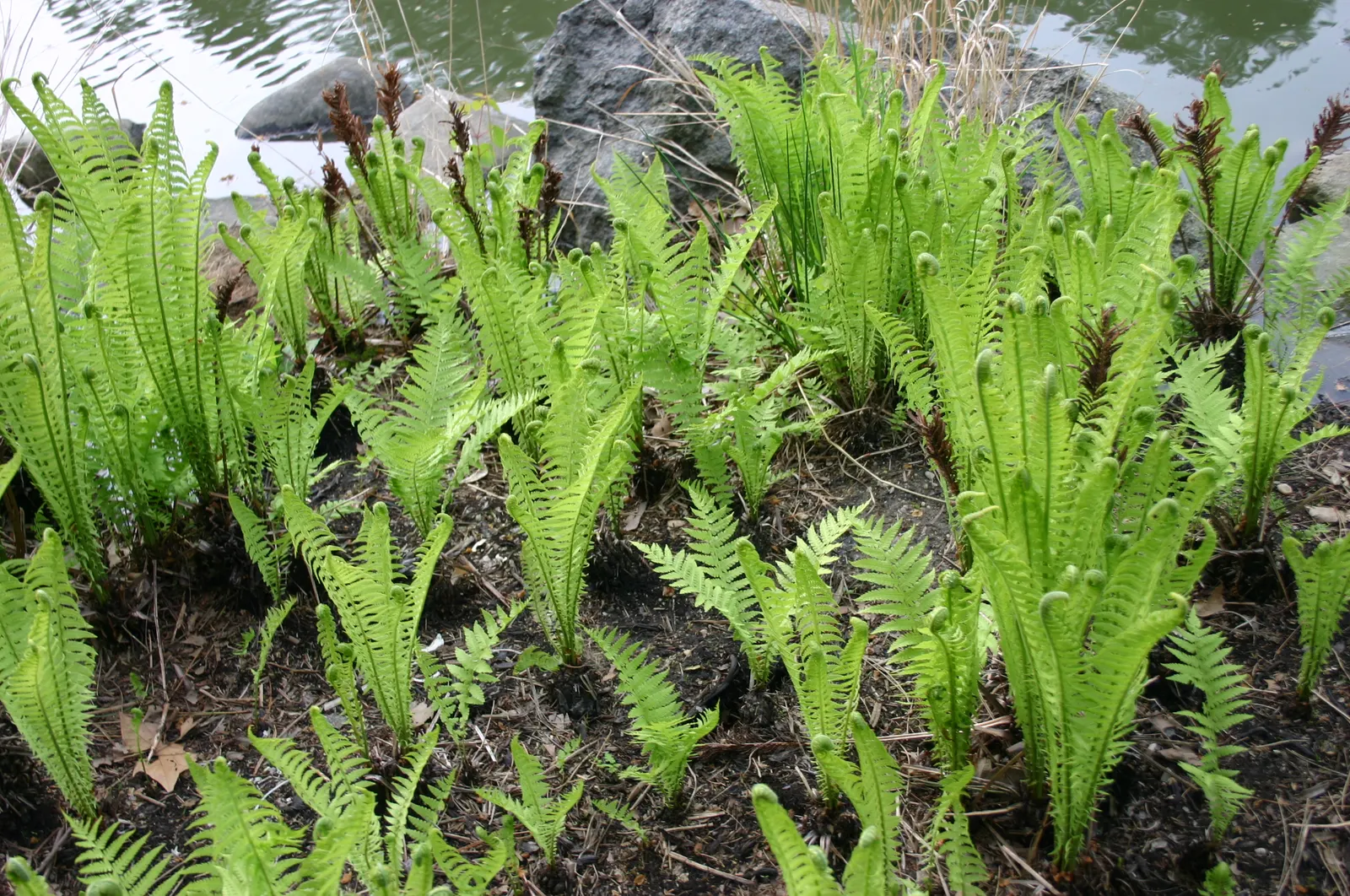 Ostrich Fern (Matteuccia Struthiopteris) — fern for half or shade