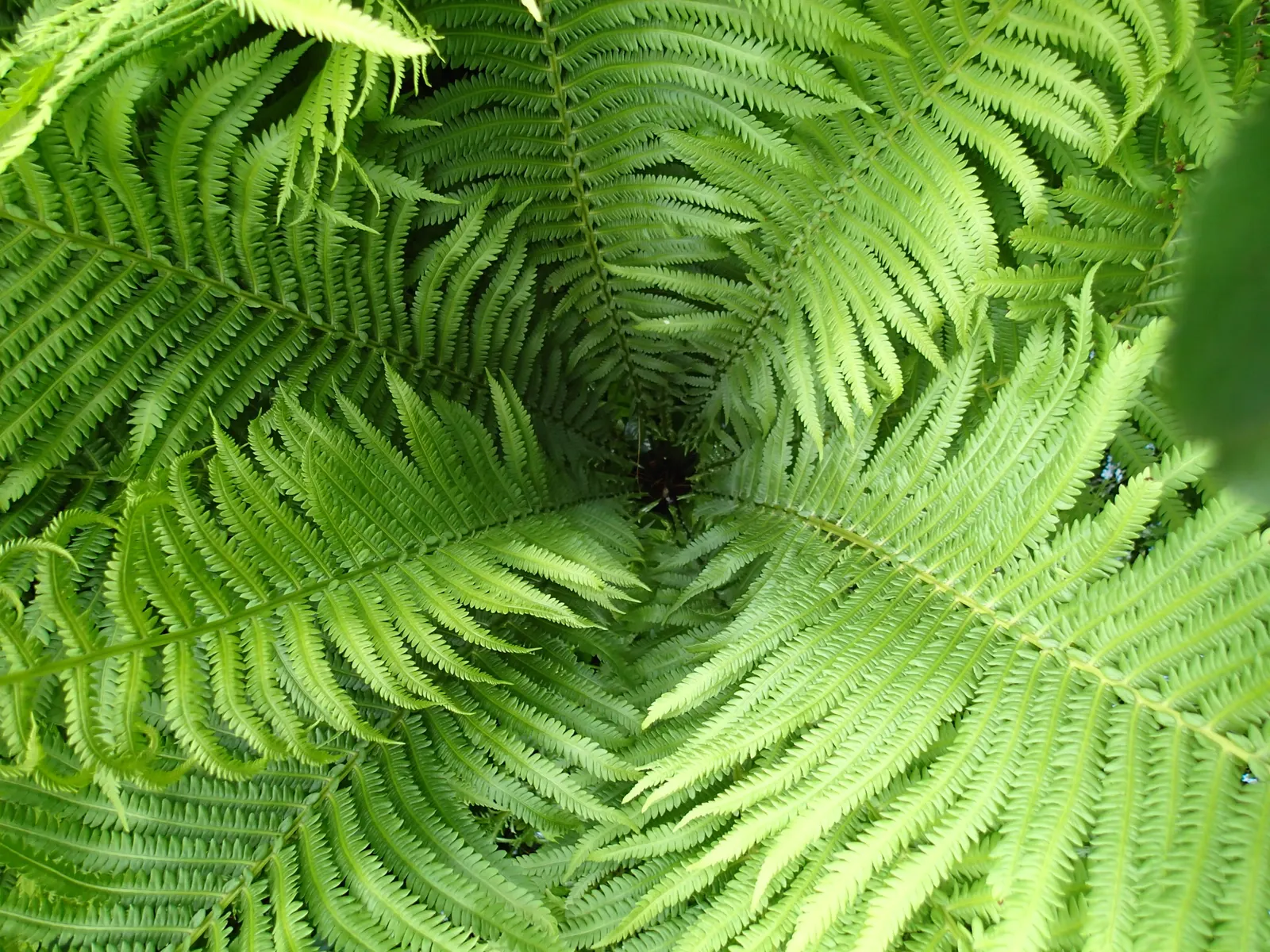 Ostrich Fern (Matteuccia Struthiopteris) — This fern\'s growth pattern is distinctive; <br><br>It also bears "fiddleheads" in early spring, image 118