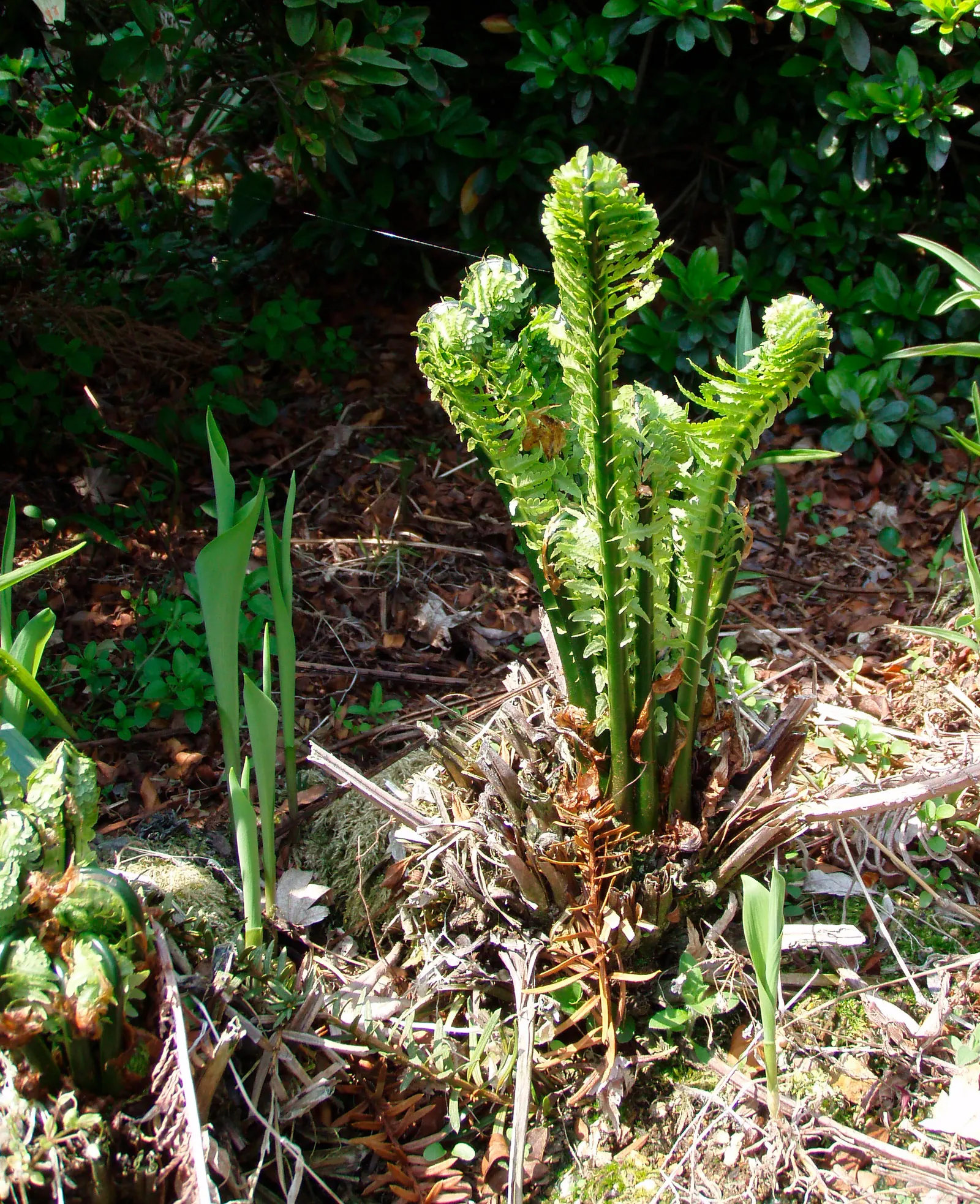 Ostrich Fern (Matteuccia Struthiopteris) — The Ostrich Fern, Matteuccia struthiopteris, is a robust, crown-forming perennial, thriving in USDA, image 105