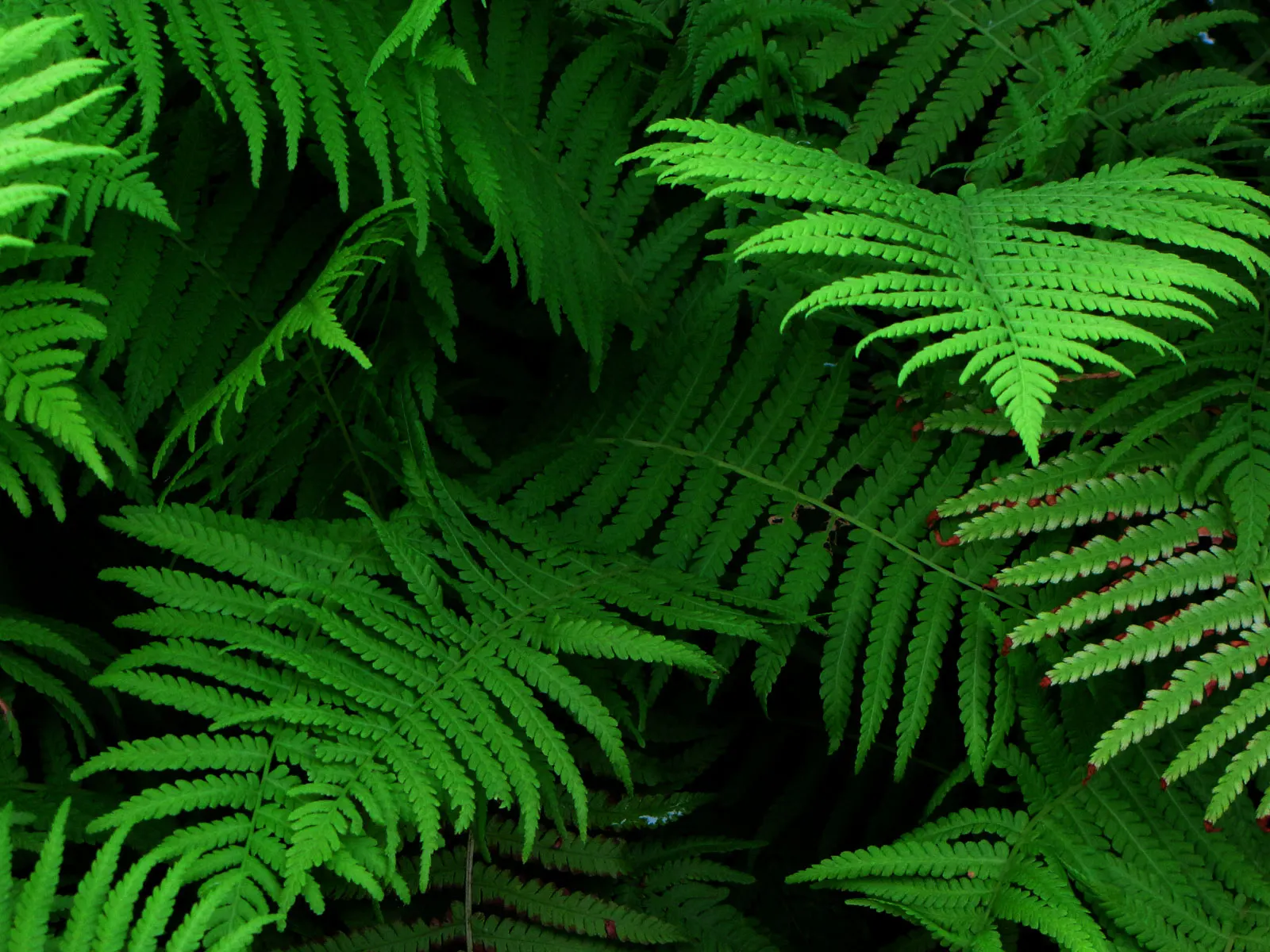 Ostrich Fern (Matteuccia Struthiopteris) — the Ostrich Fern prefers a rich; preferring partial to full shade, it flourishes in moist, rich soil