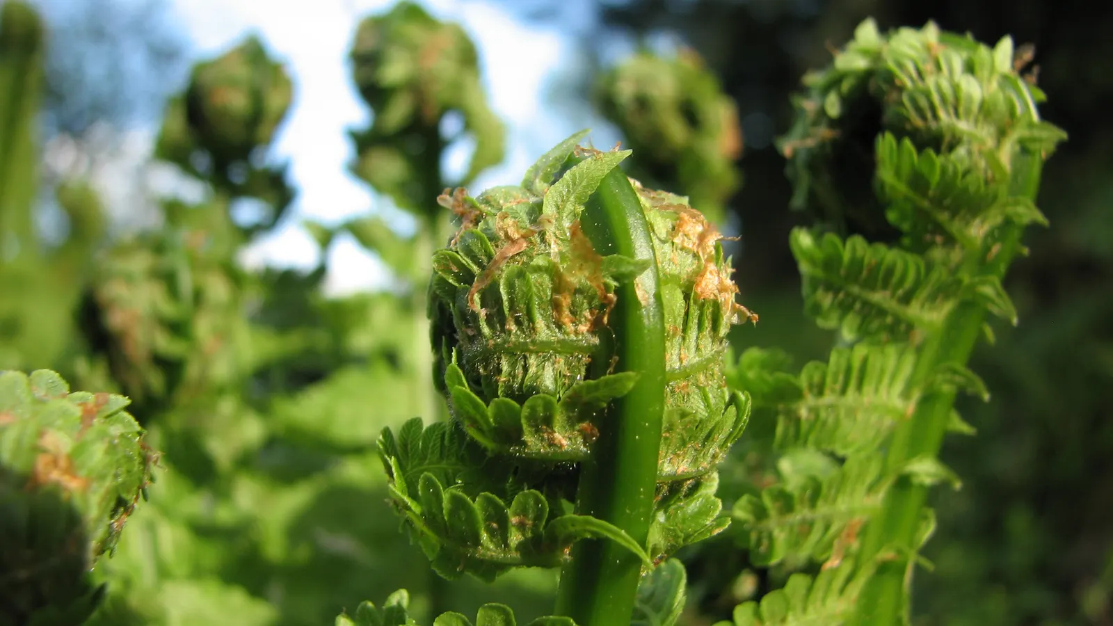 Ostrich Fern (Matteuccia Struthiopteris) — Hardy and low maintenance, it offers a graceful, arching display, emulating its namesake‚Äôs plumes