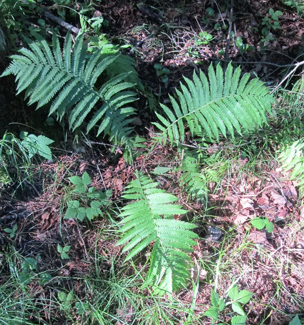 Ostrich Fern (Matteuccia Struthiopteris) — Preferring partial to full shade, it flourishes in moist, rich soil; which unfurl into the large fronds that can