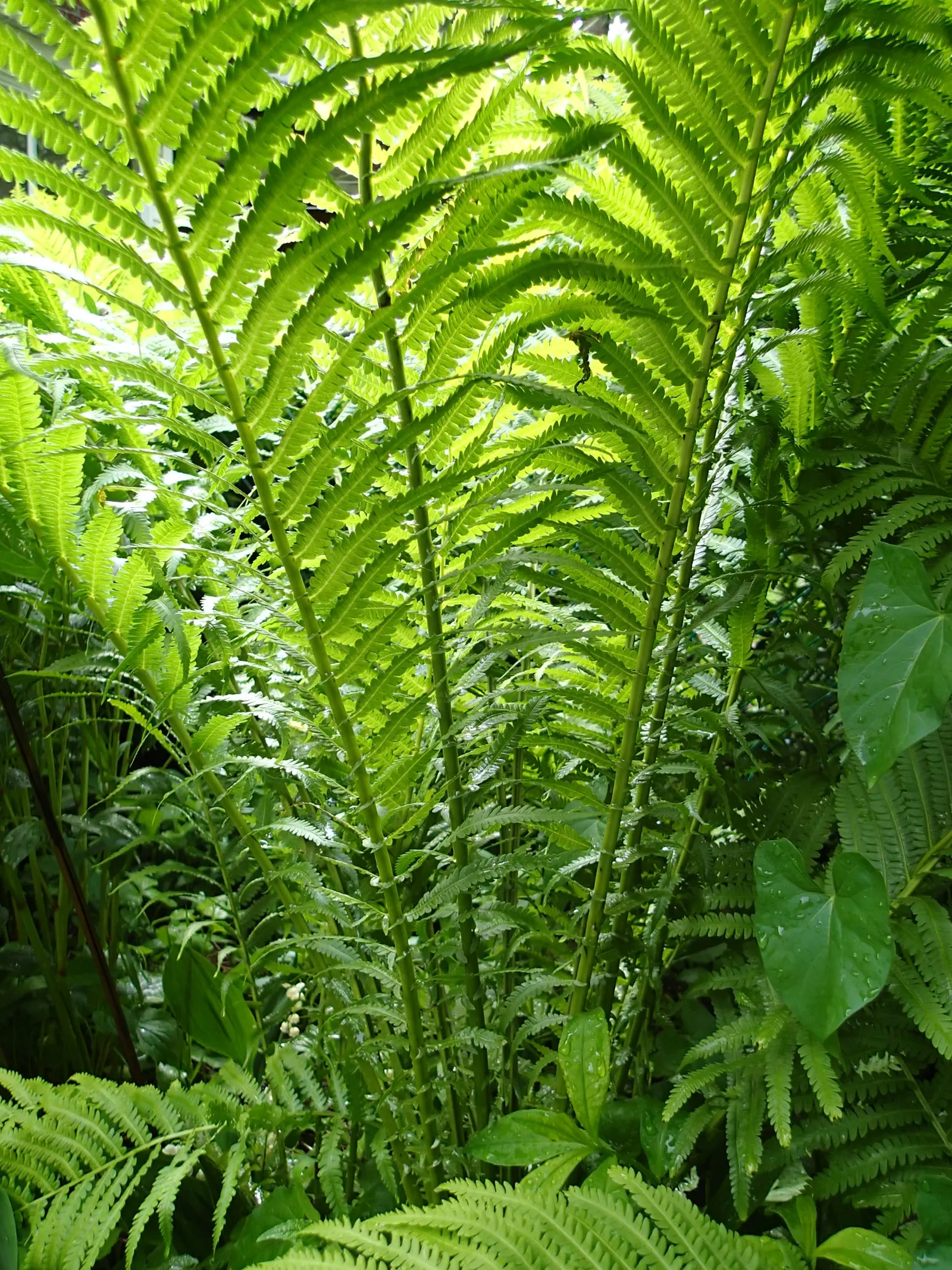 Ostrich Fern (Matteuccia Struthiopteris) — <br><br>It is important to note that while these ferns are low maintenance; fern for half or shade, image 97