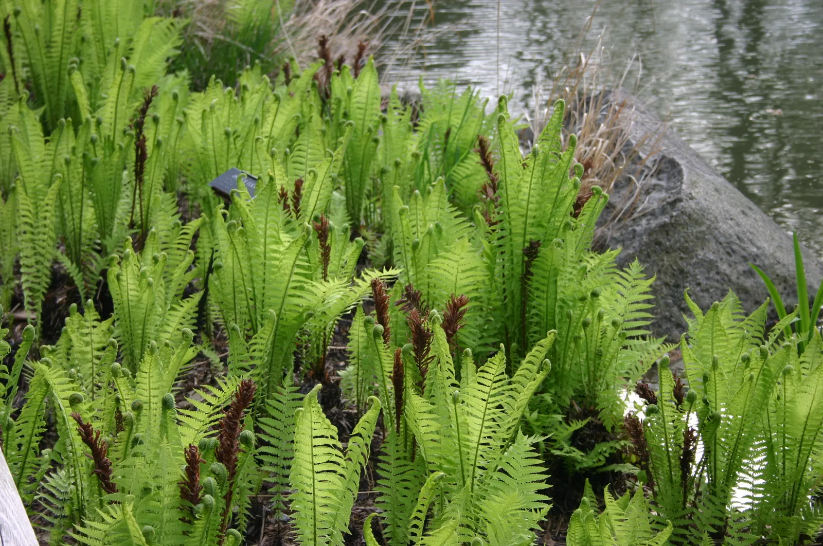 Ostrich Fern (Matteuccia Struthiopteris) — the Ostrich Fern prefers a rich