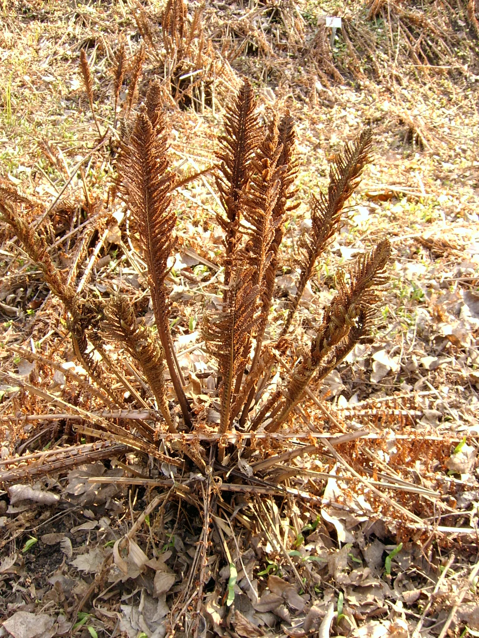 Ostrich Fern (Matteuccia Struthiopteris) — Preferring partial to full shade, it flourishes in moist, rich soil
