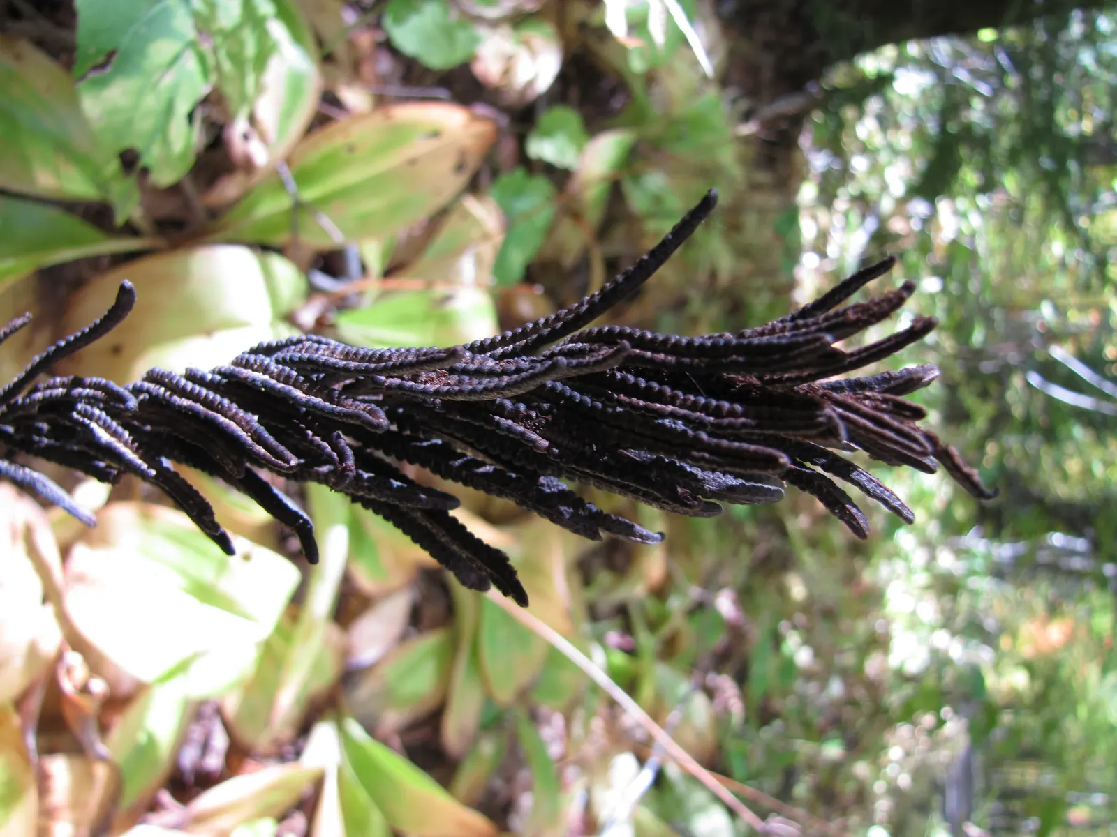 Ostrich Fern (Matteuccia Struthiopteris) — Hardy and low maintenance, it offers a graceful, arching display, emulating its namesake‚Äôs plumes; they do require