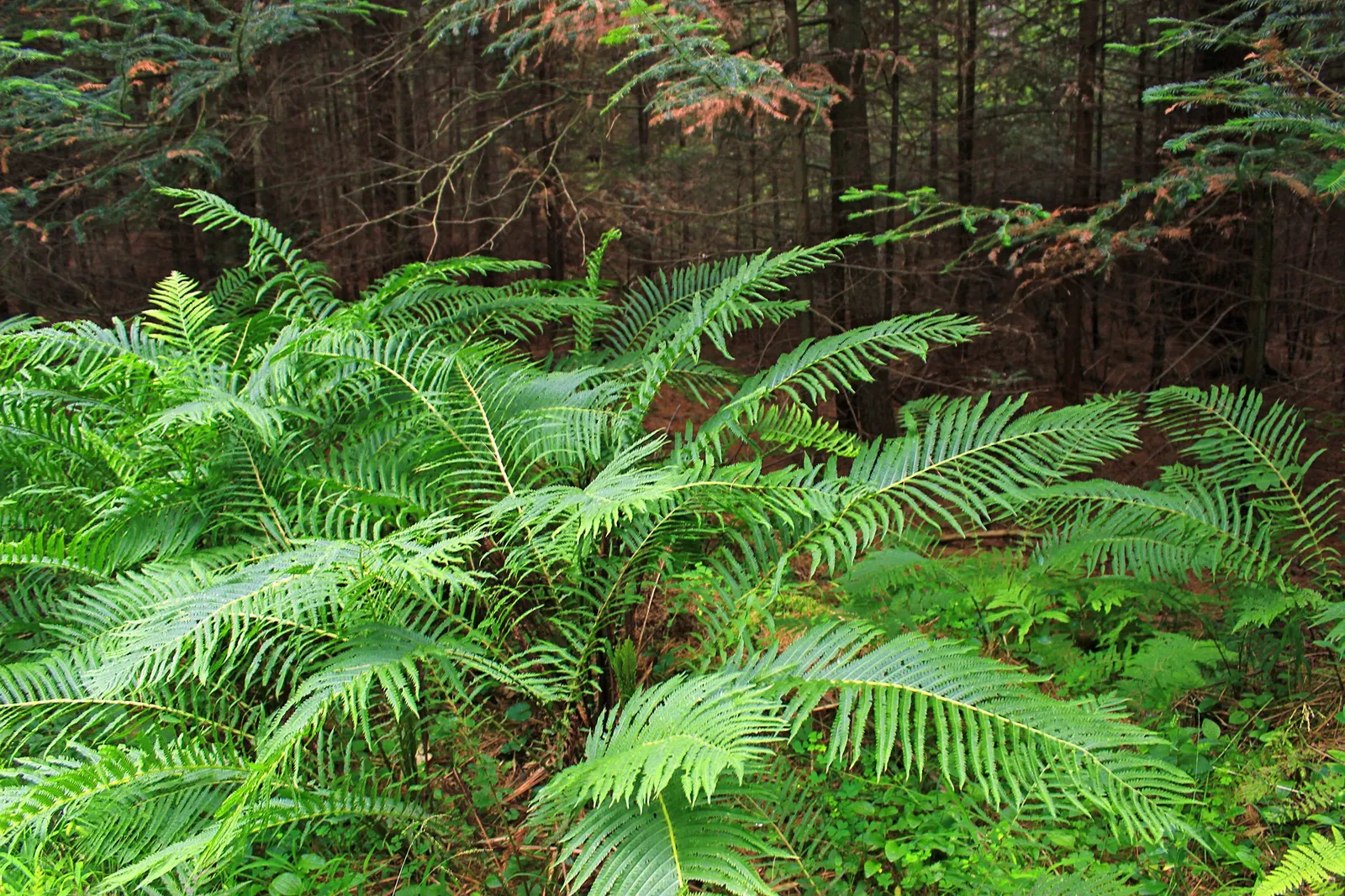 Ostrich Fern (Matteuccia Struthiopteris) — Its common name derives from the grand, arching fronds that resemble the graceful feathers of an ostrich