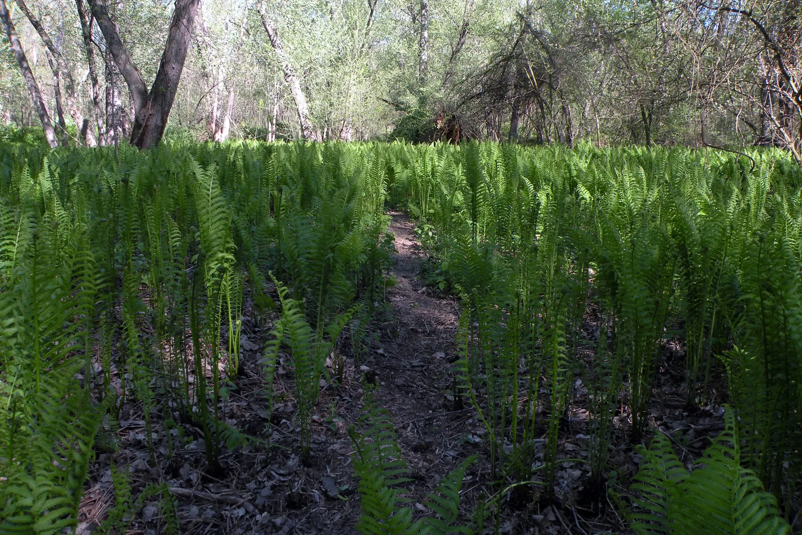 Ostrich Fern (Matteuccia Struthiopteris) — This fern\'s growth pattern is distinctive; <br><br>It also bears "fiddleheads" in early spring, image 92