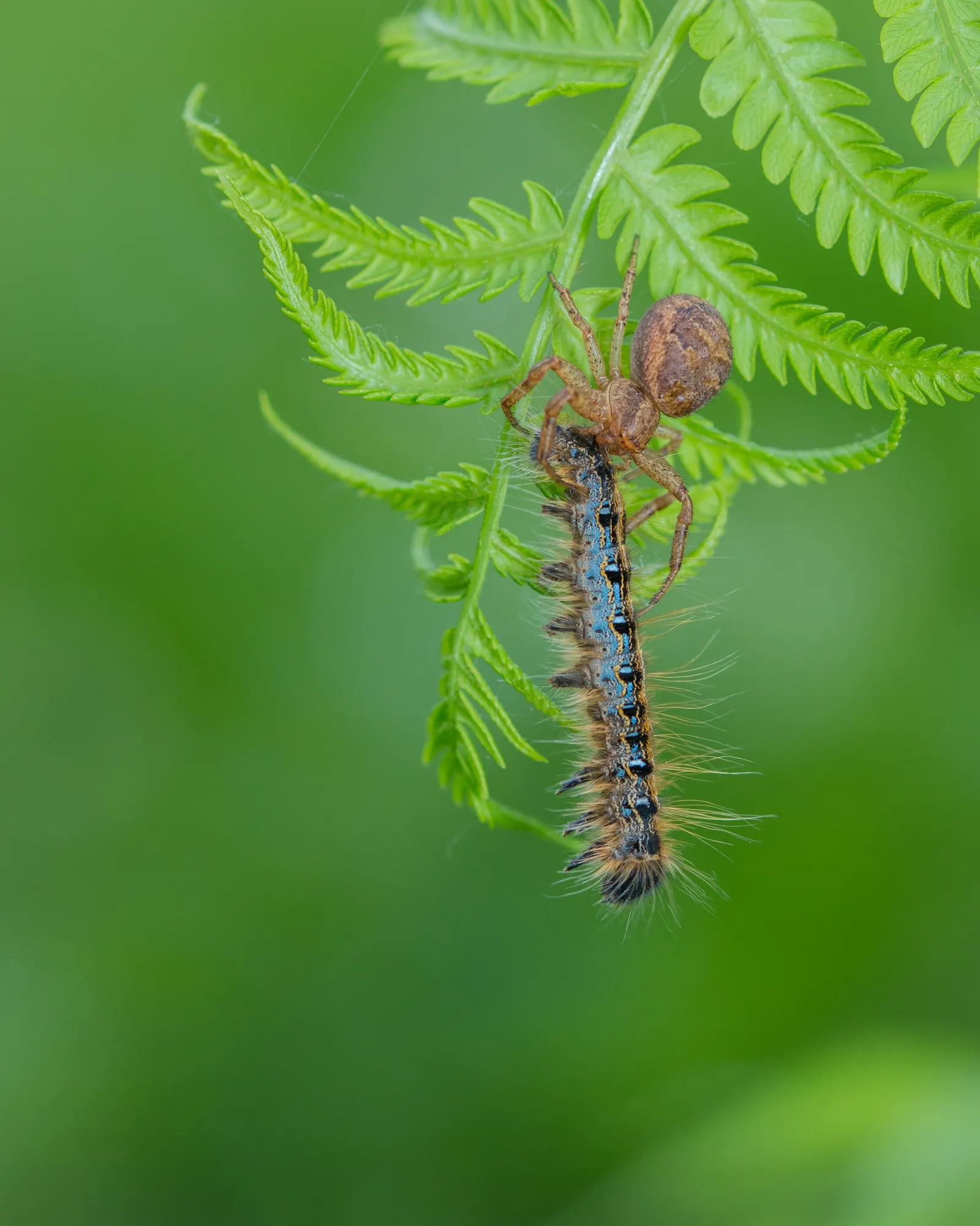 Ostrich Fern (Matteuccia Struthiopteris) — Hardy and low maintenance, it offers a graceful, arching display, emulating its namesake‚Äôs plumes, image 59