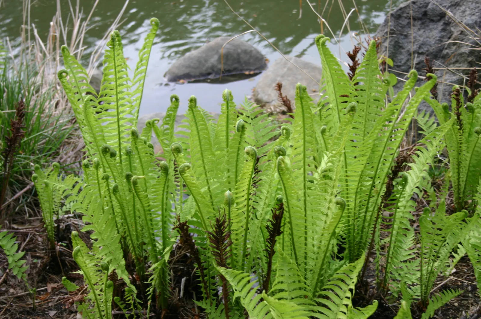 Ostrich Fern (Matteuccia Struthiopteris) — known botanically as Matteuccia struthiopteris; the Ostrich Fern, Matteuccia struthiopteris, is a robust