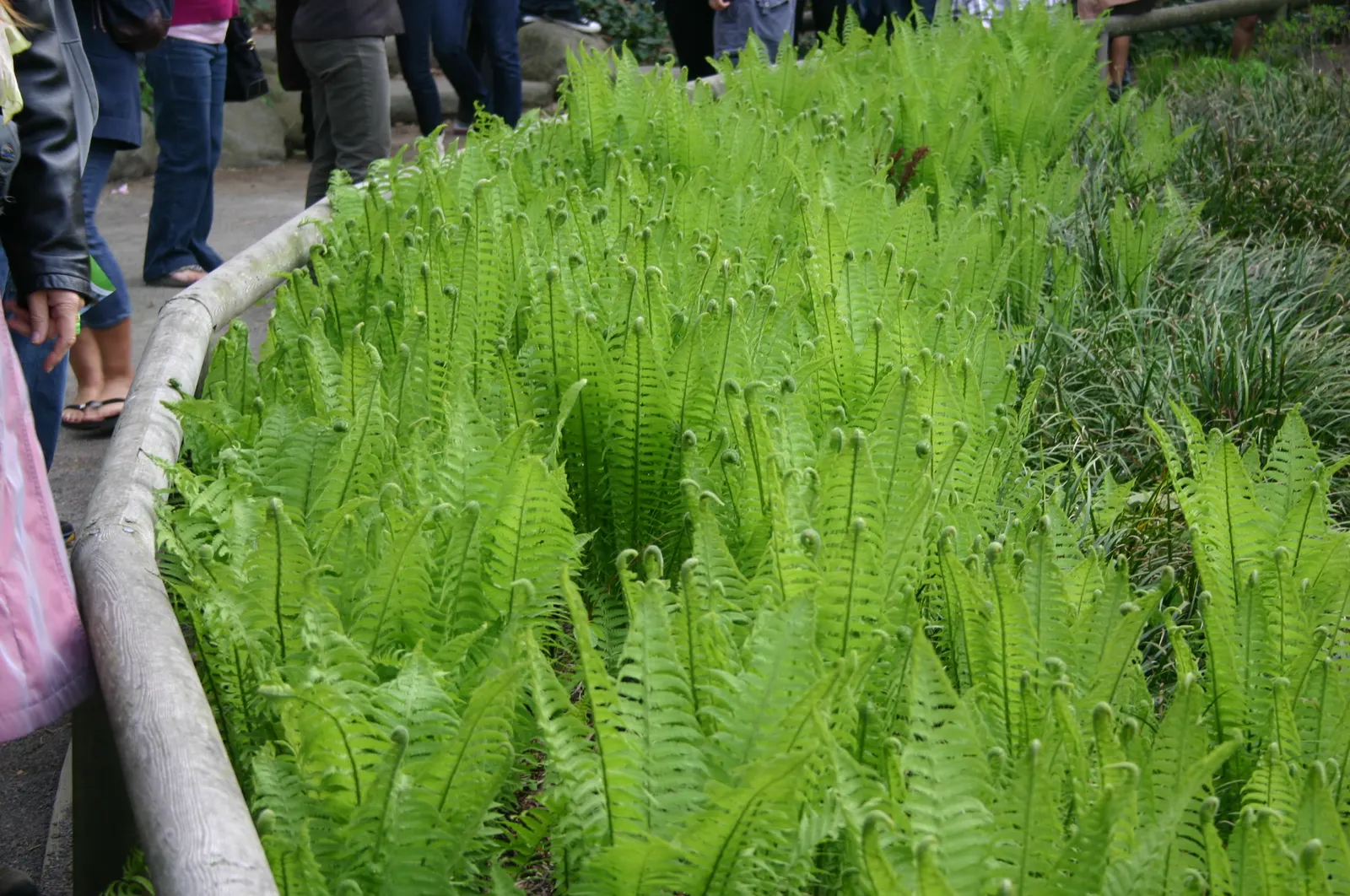 Ostrich Fern (Matteuccia Struthiopteris) — they do require consistent moisture; hardy and low maintenance, it offers a graceful, arching display, image 72