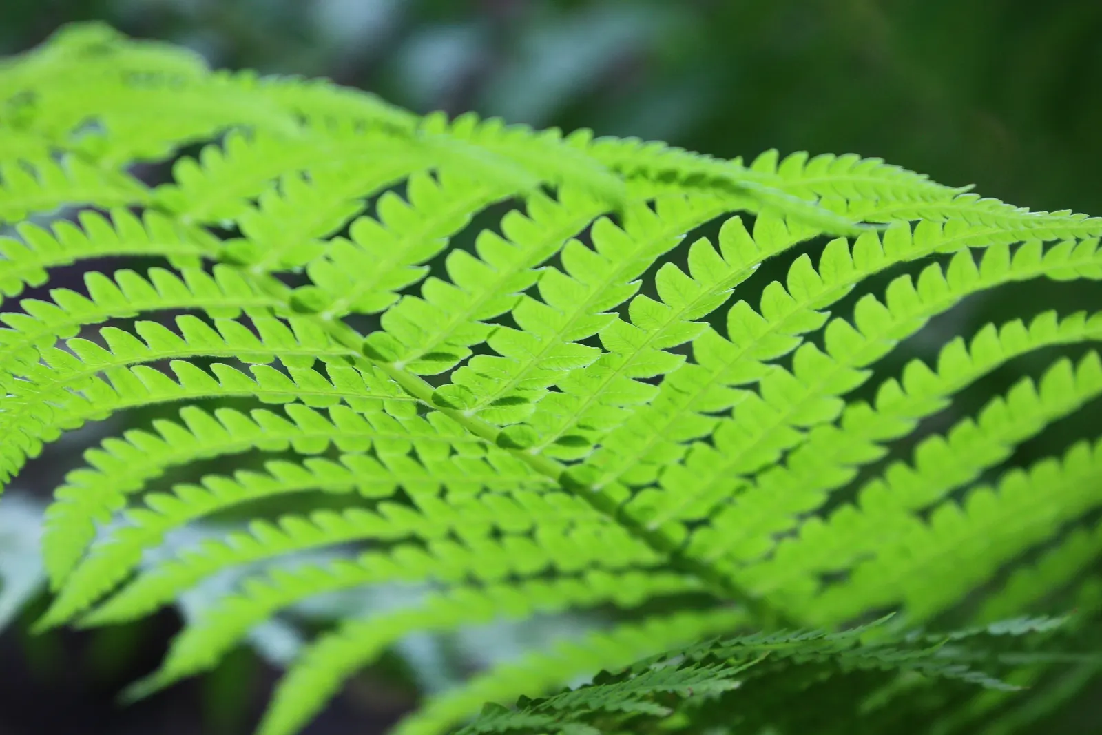 Ostrich Fern (Matteuccia Struthiopteris) — Ideal for naturalized areas; yet natural aesthetic with minimal care requirements, image 56