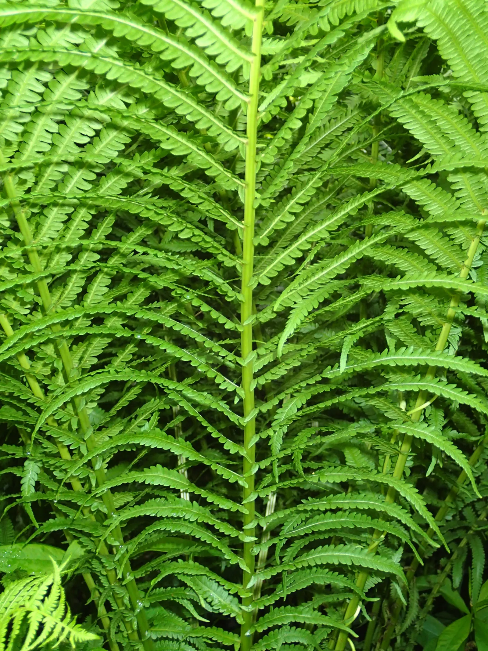 Ostrich Fern (Matteuccia Struthiopteris) — the Ostrich Fern prefers a rich; preferring partial to full shade, it flourishes in moist, rich soil, image 64