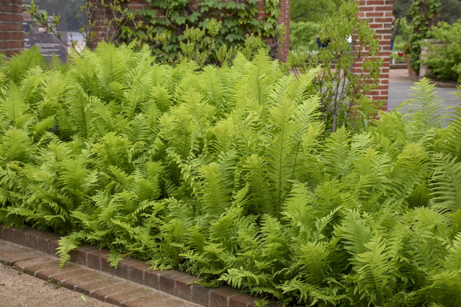 Ostrich Fern (Matteuccia Struthiopteris) — The Ostrich Fern, Matteuccia struthiopteris, is a robust, crown-forming perennial, thriving in USDA zones 3-7
