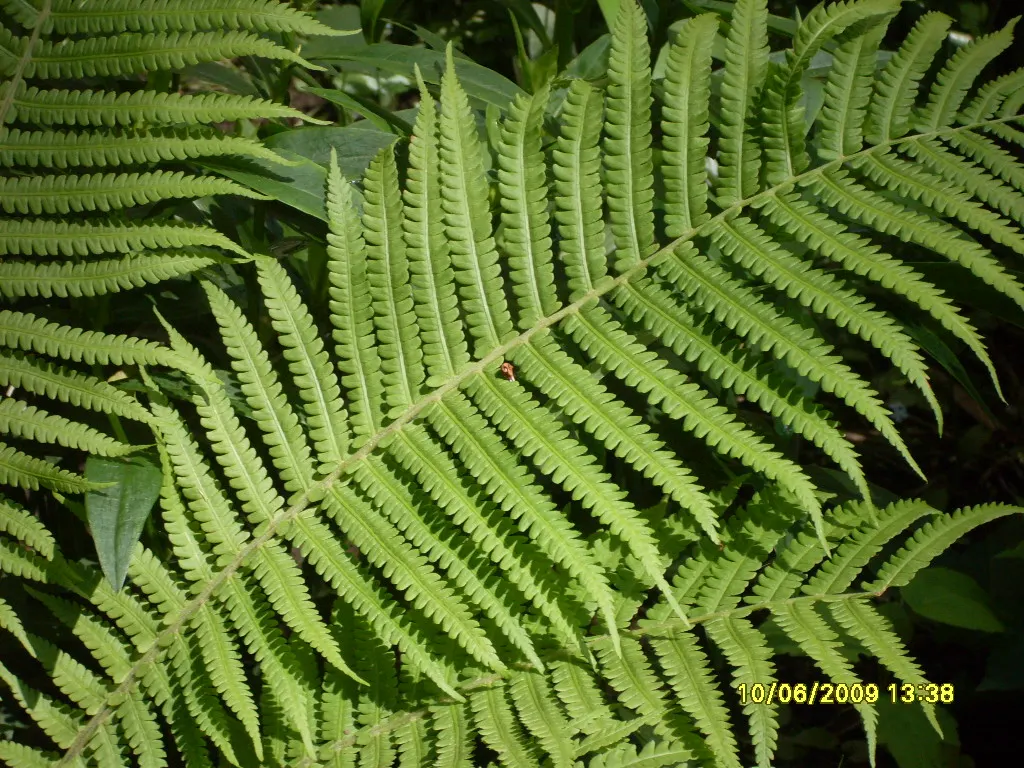 Ostrich Fern (Matteuccia Struthiopteris) — well-drained soil and will thrive in part to full shade; its common name derives from the grand, arching, image 117