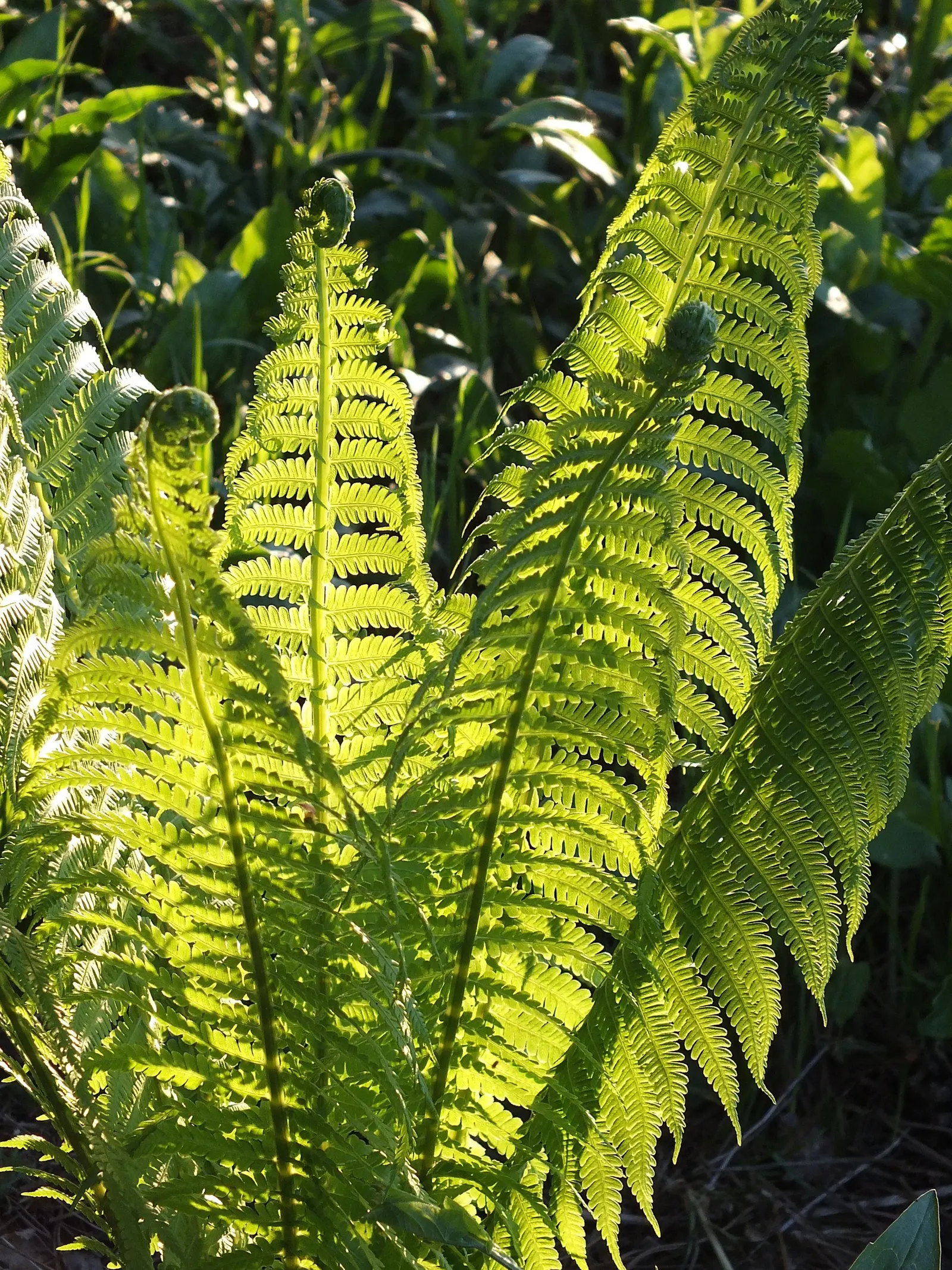Ostrich Fern (Matteuccia Struthiopteris) — Ideal for naturalized areas