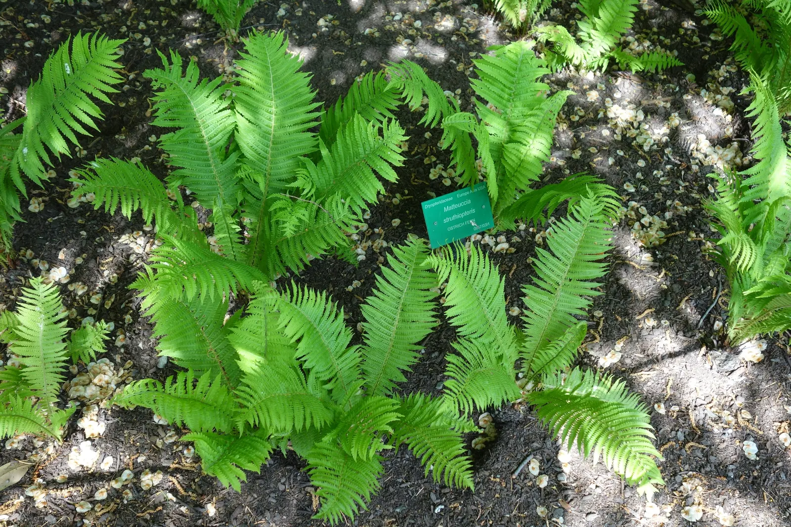 Ostrich Fern (Matteuccia Struthiopteris) — <br><br>It also bears "fiddleheads" in early spring; the Ostrich Fern prefers a rich, image 69