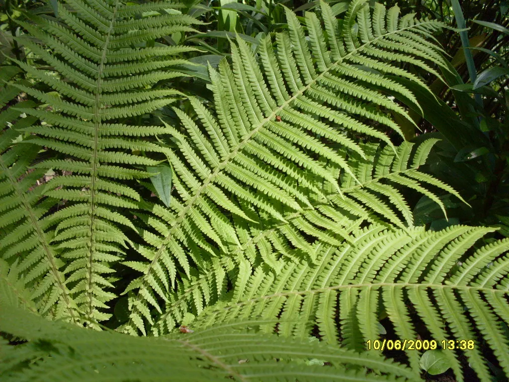 Ostrich Fern (Matteuccia Struthiopteris) — Ideal for naturalized areas; yet natural aesthetic with minimal care requirements, image 108