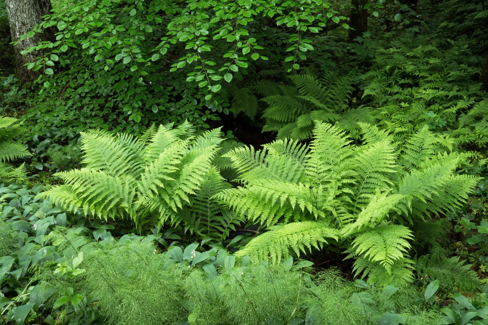 Ostrich Fern (Matteuccia Struthiopteris) — vase-like clumps which can spread to form a dense colony when happily situated; the Ostrich Fern offers, image 93