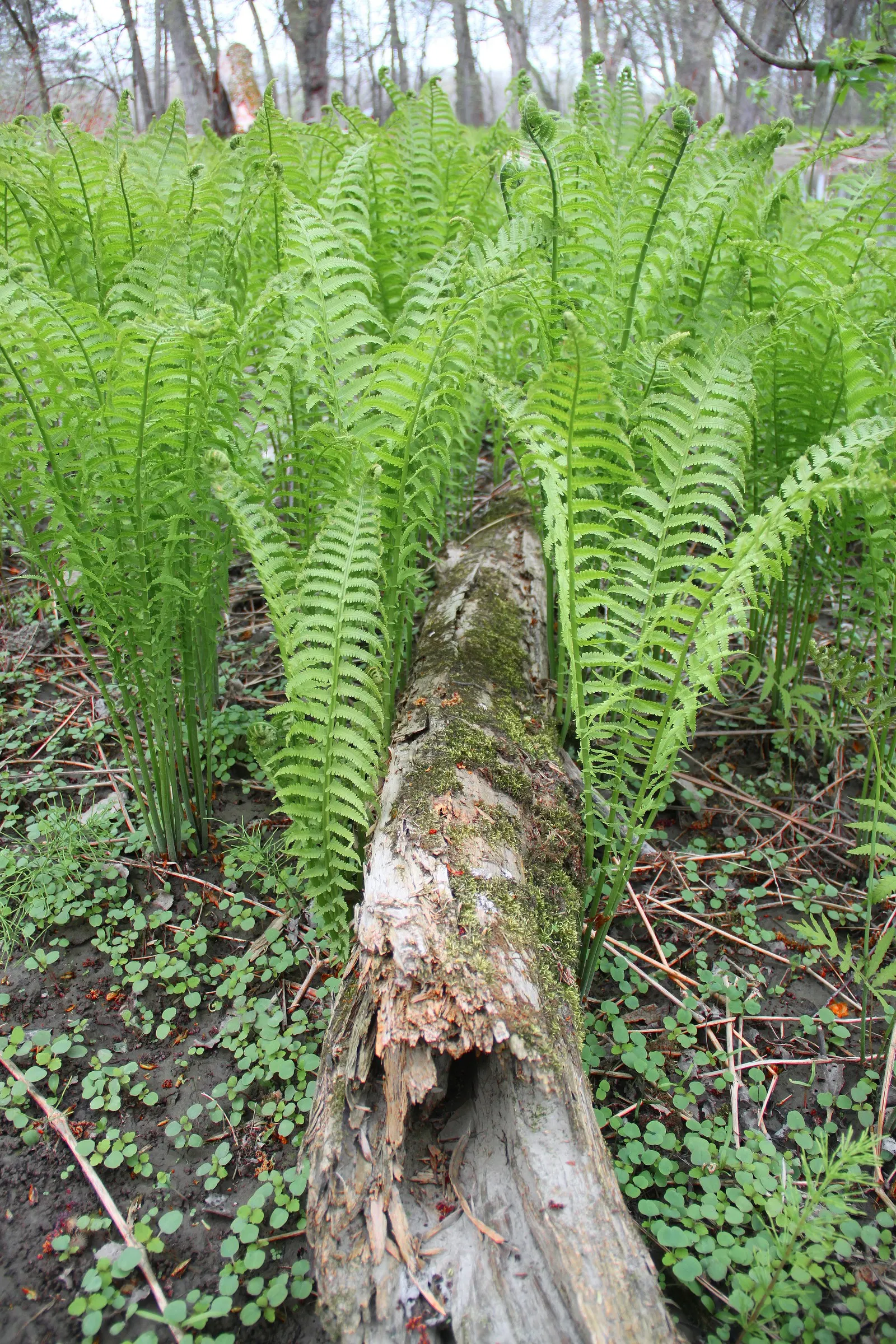 Ostrich Fern (Matteuccia Struthiopteris) — especially during dry periods; this fern\'s growth pattern is distinctive