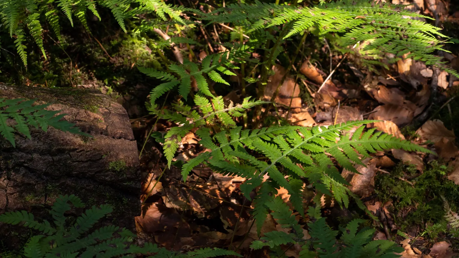 Ostrich Fern (Matteuccia Struthiopteris) — fern for half or shade; an enchanting addition to any woodland or shade garden, image 104