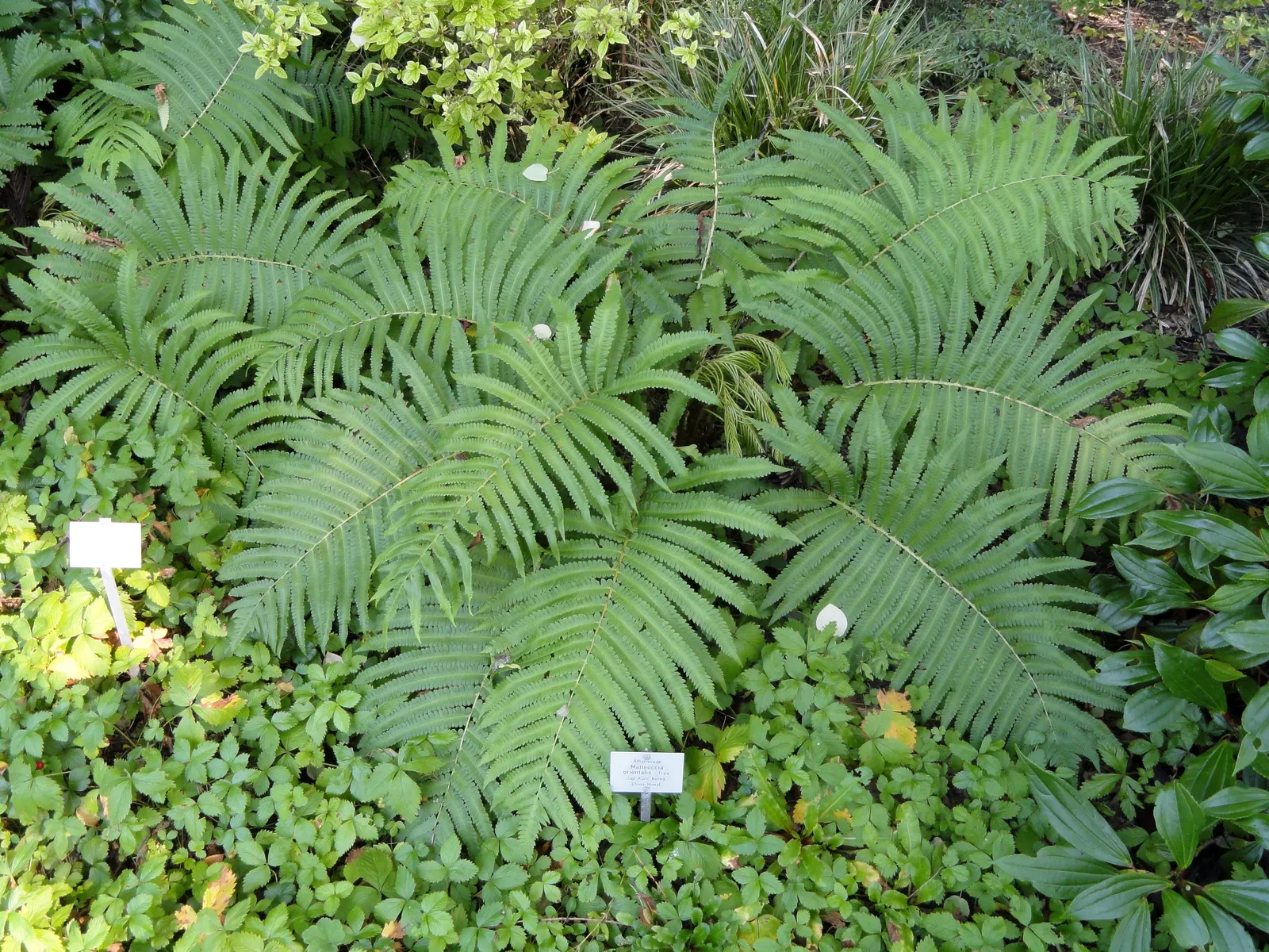 Ostrich Fern (Matteuccia Struthiopteris) — which unfurl into the large fronds that can reach up to 4 to 5 feet in length; <br><br>It is important, image 96