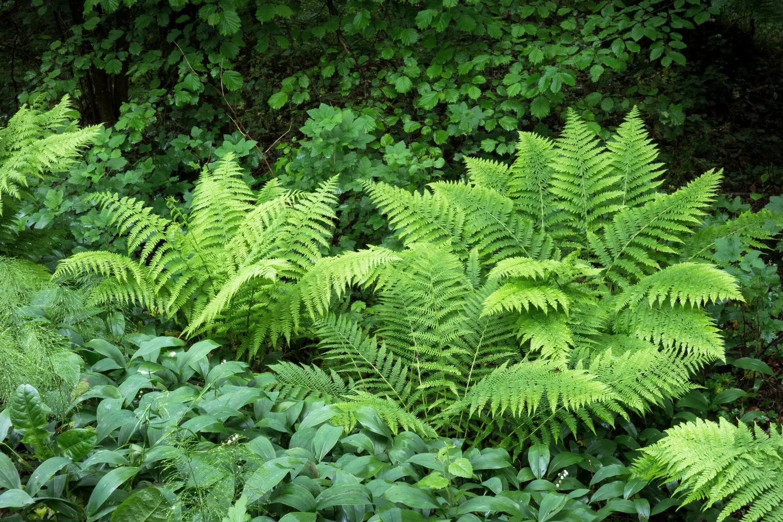 Ostrich Fern (Matteuccia Struthiopteris) — An enchanting addition to any woodland or shade garden; with its stately, vase-like clumps, it unfurls, image 75