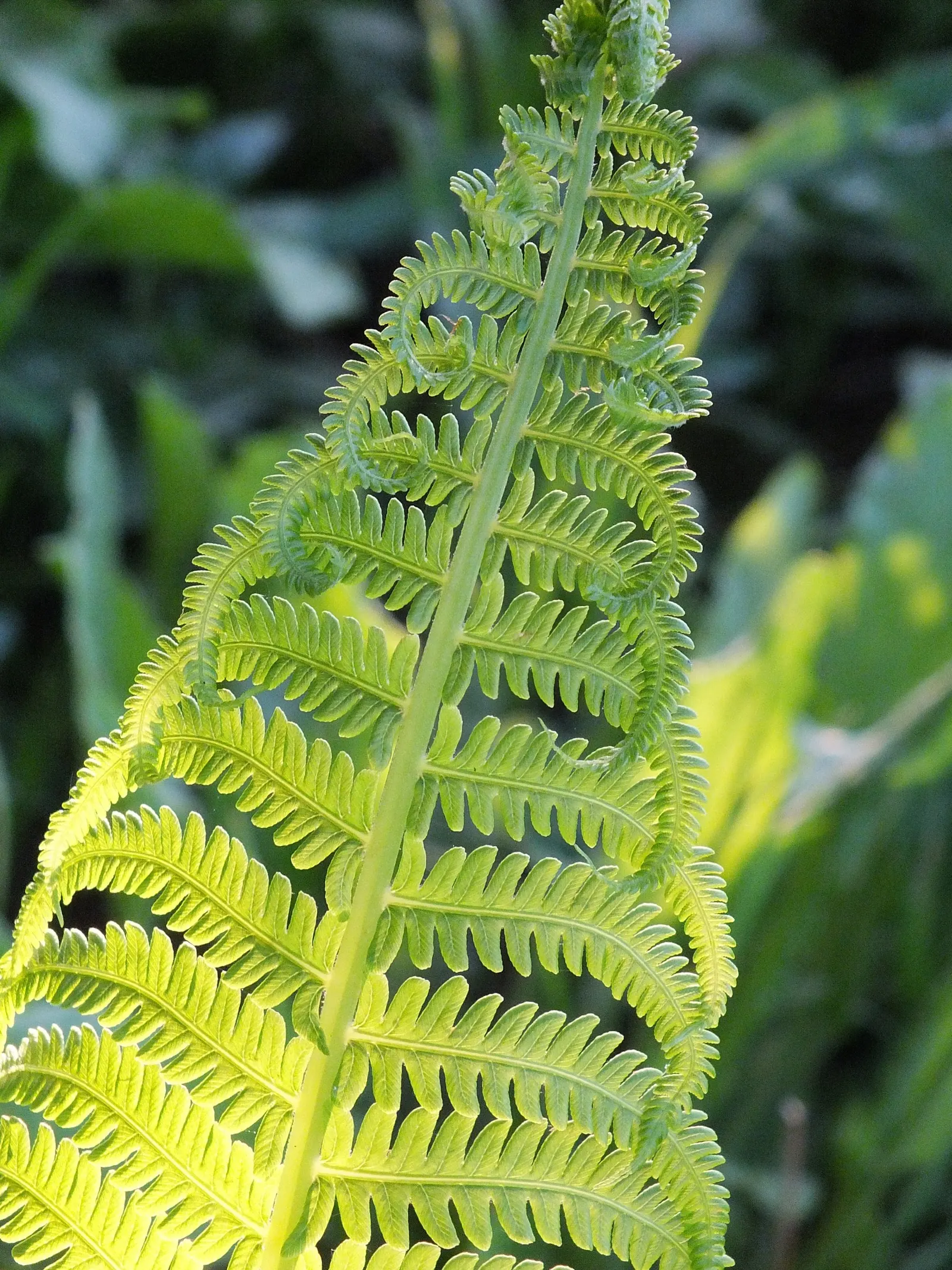 Ostrich Fern (Matteuccia Struthiopteris) — This fern\'s growth pattern is distinctive