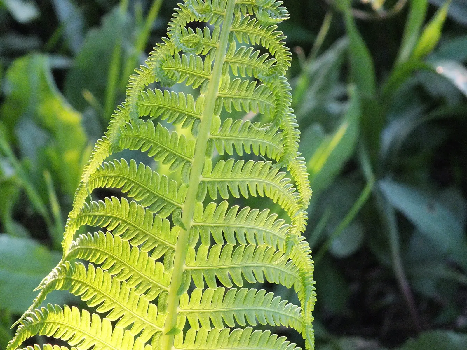 Ostrich Fern (Matteuccia Struthiopteris) — vase-like clumps which can spread to form a dense colony when happily situated; the Ostrich Fern offers, image 119