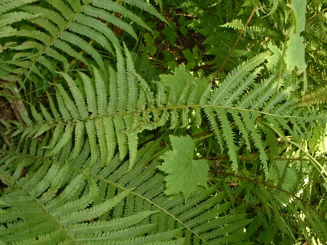 Ostrich Fern (Matteuccia Struthiopteris) — yet natural aesthetic with minimal care requirements; thanks to its underground rhizomes, image 103