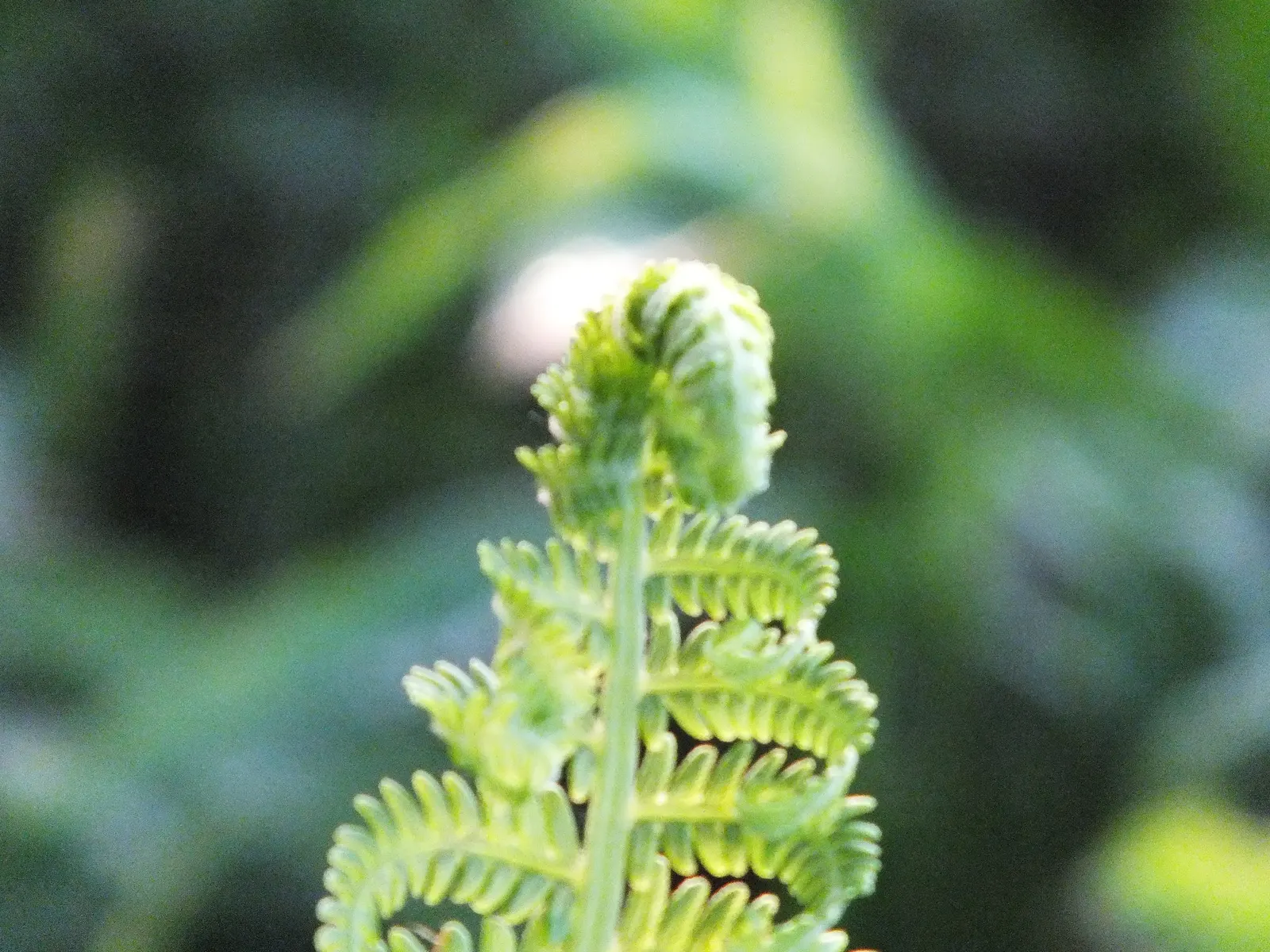 Ostrich Fern (Matteuccia Struthiopteris) — it provides dramatic vertical texture and lush; green backdrop in woodland gardens, image 109