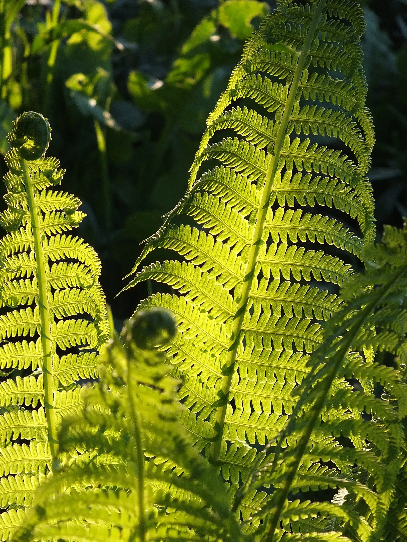 Ostrich Fern (Matteuccia Struthiopteris) — Preferring partial to full shade, it flourishes in moist, rich soil; which unfurl into the large fronds, image 81