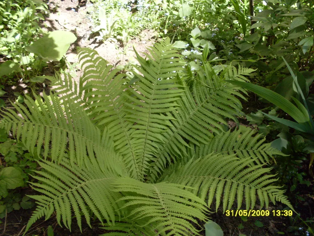 Ostrich Fern (Matteuccia Struthiopteris) — is a deciduous perennial that brings an elegant and lush greenery to any shaded landscape design; known, image 61