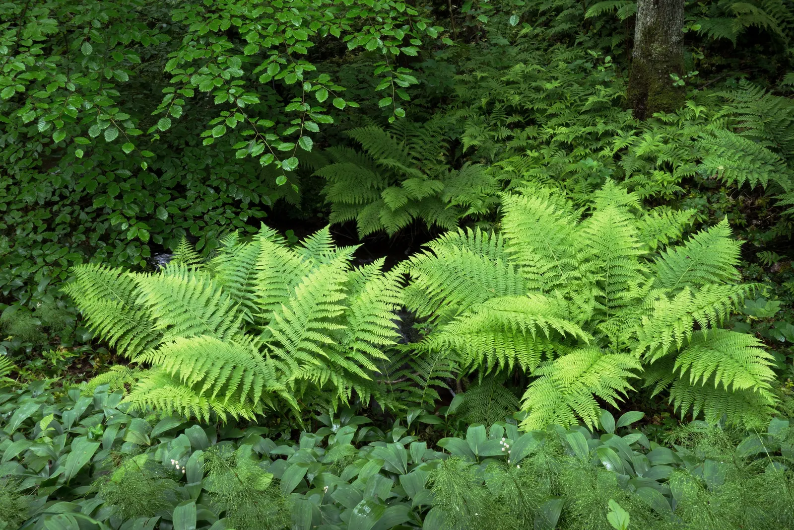 Ostrich Fern (Matteuccia Struthiopteris) — thanks to its underground rhizomes; it provides dramatic vertical texture and lush