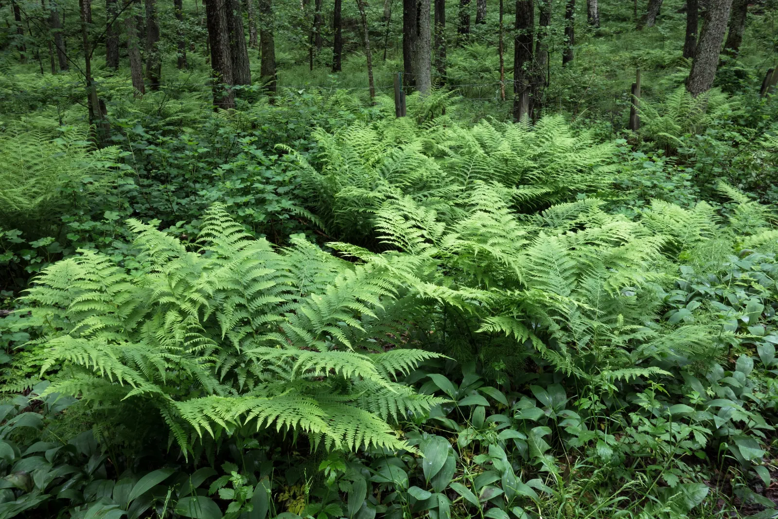 Ostrich Fern (Matteuccia Struthiopteris) — A generous layer of mulch will help to maintain soil moisture and keep root systems cool