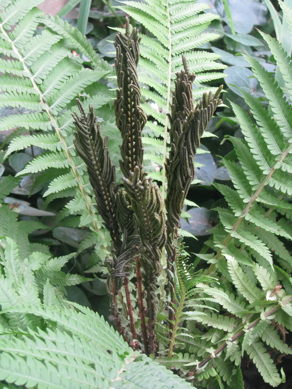 Ostrich Fern (Matteuccia Struthiopteris) — The Ostrich Fern, Matteuccia struthiopteris, is a robust, crown-forming perennial, thriving in USDA, image 53