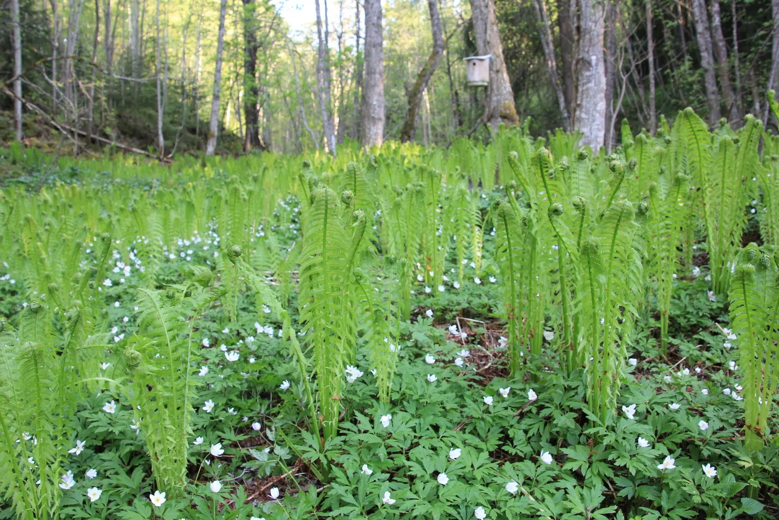 Ostrich Fern (Matteuccia Struthiopteris) — An enchanting addition to any woodland or shade garden; with its stately, vase-like clumps, it unfurls feather-like