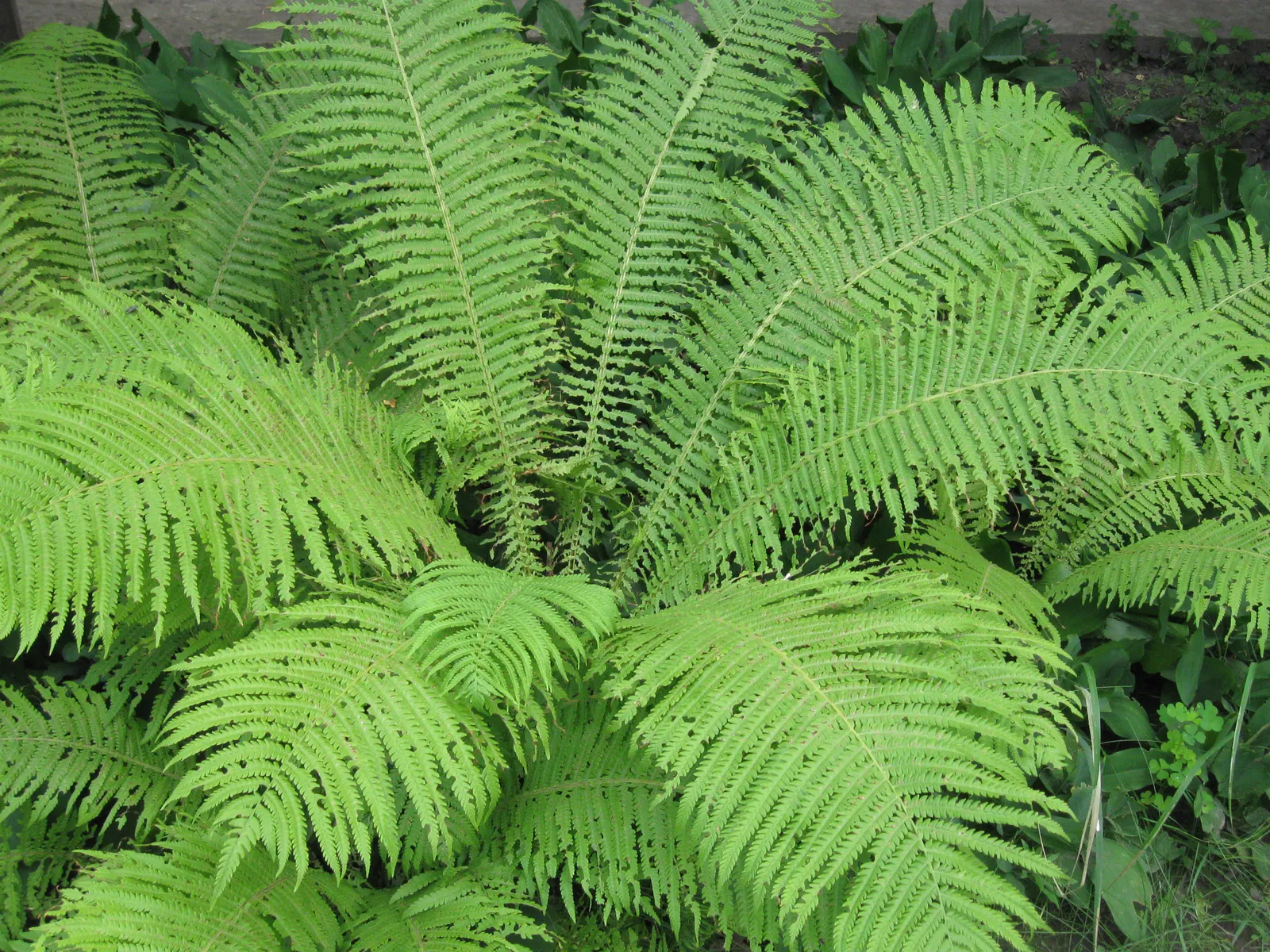 Ostrich Fern (Matteuccia Struthiopteris) — yet natural aesthetic with minimal care requirements