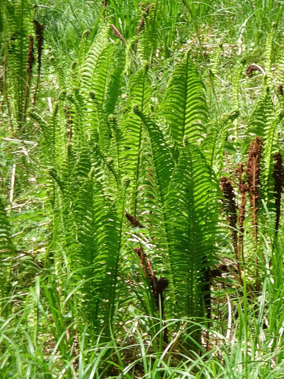 Ostrich Fern (Matteuccia Struthiopteris) — green backdrop in woodland gardens; well-drained soil and will thrive in part to full shade, image 58