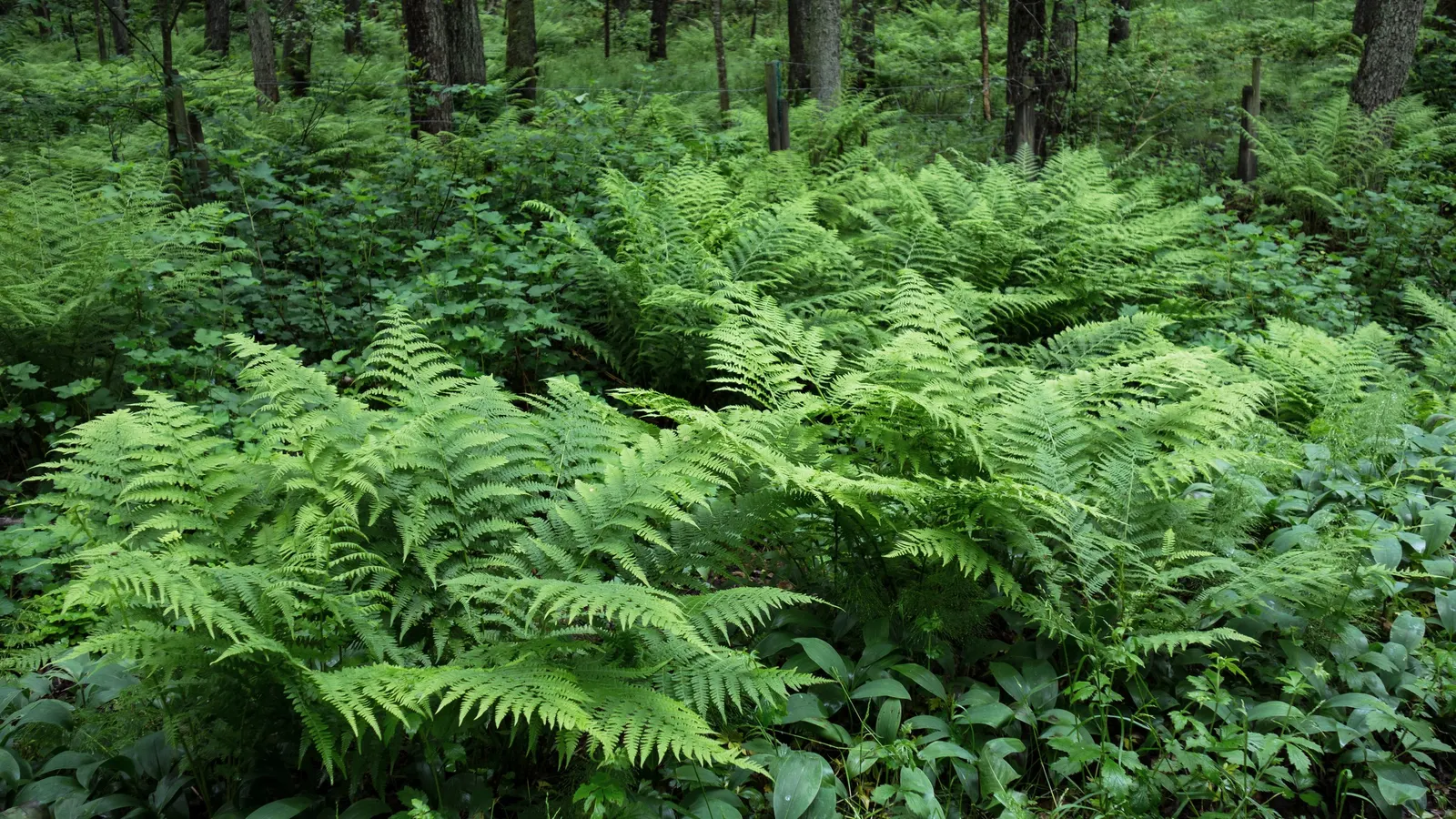 Ostrich Fern (Matteuccia Struthiopteris) — well-drained soil and will thrive in part to full shade; its common name derives from the grand, arching fronds that